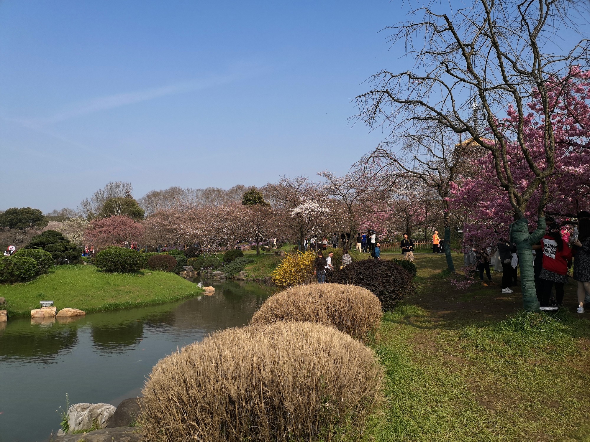 美麗的東湖櫻花園