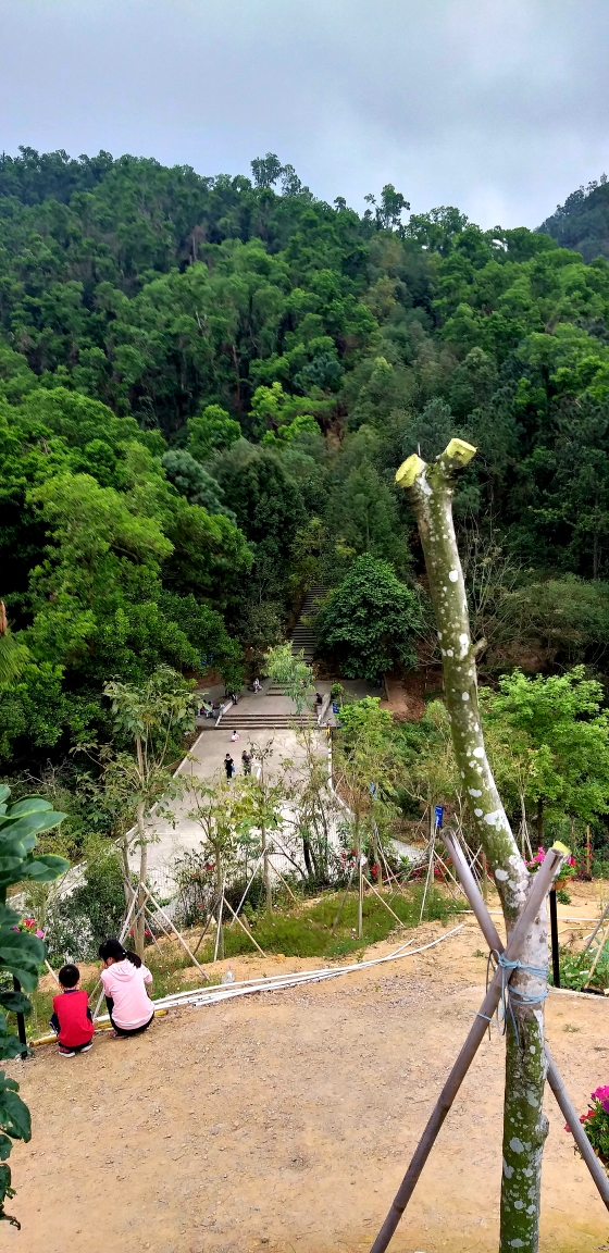 中山游之二南朗云梯山黄花风铃木