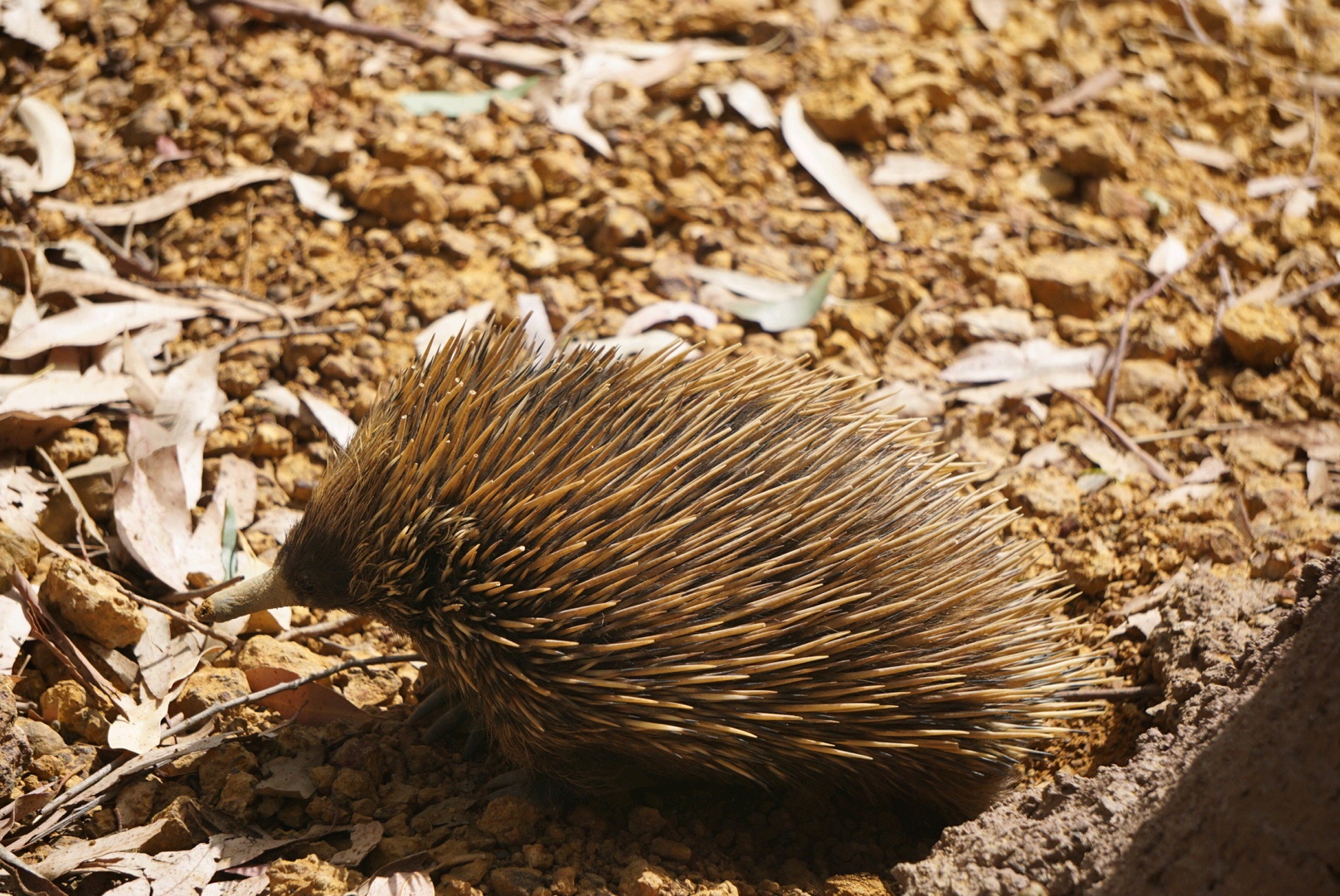 Kangaroo Island Estate Wines Kangaroo Island Estate Wines