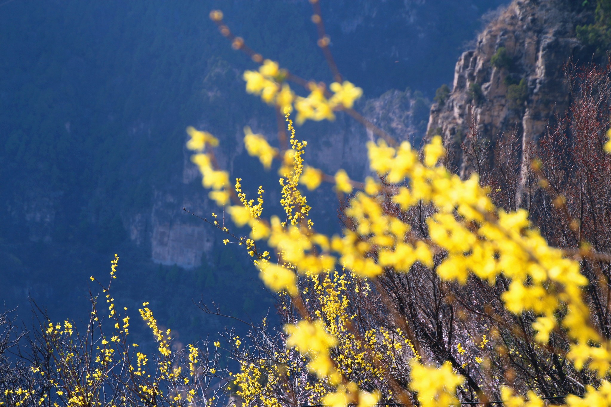 春季赏花不宅家坐着中国唯一会拐弯的索道游太行峡谷赏最美连翘花