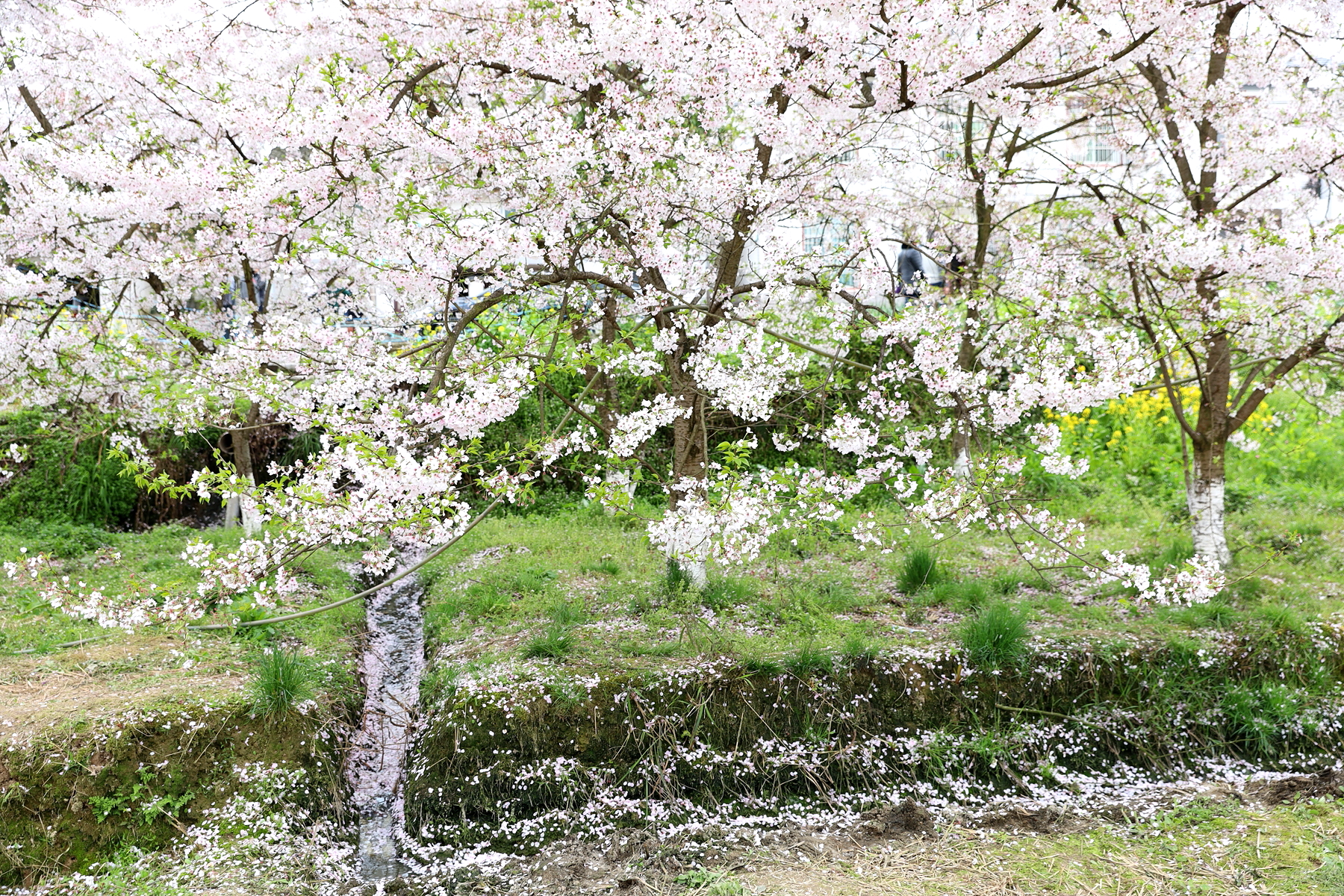 重庆南川木凉镇白马村几百株染井吉野樱花怒放了