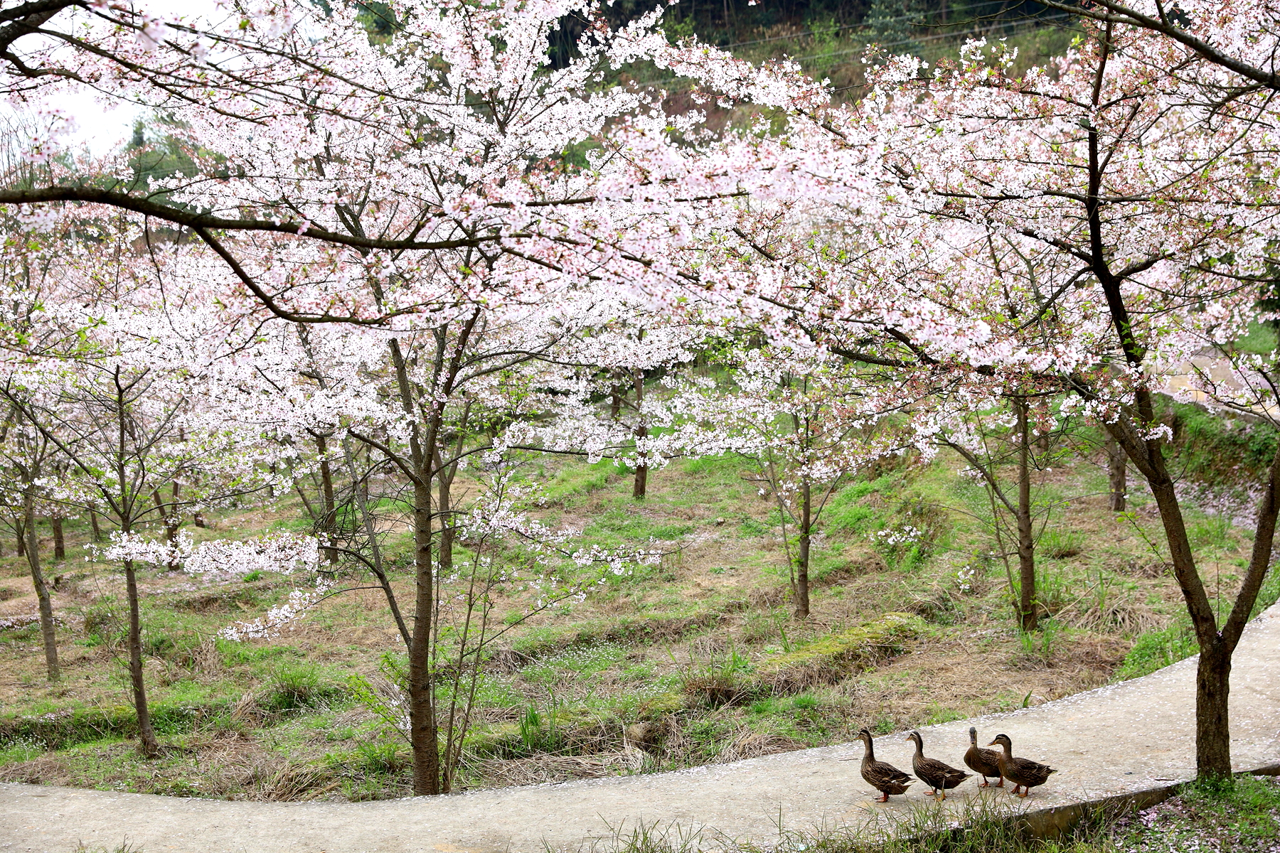 重庆南川木凉镇白马村几百株染井吉野樱花怒放了