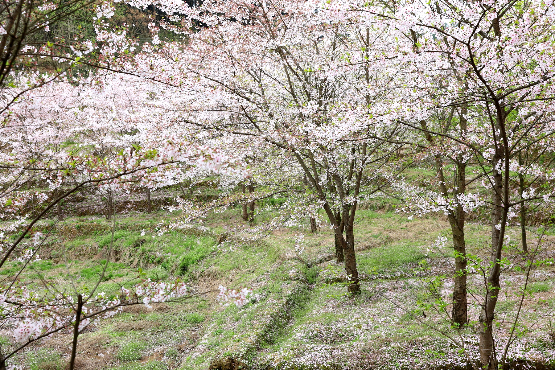 重庆南川木凉镇白马村几百株染井吉野樱花怒放了
