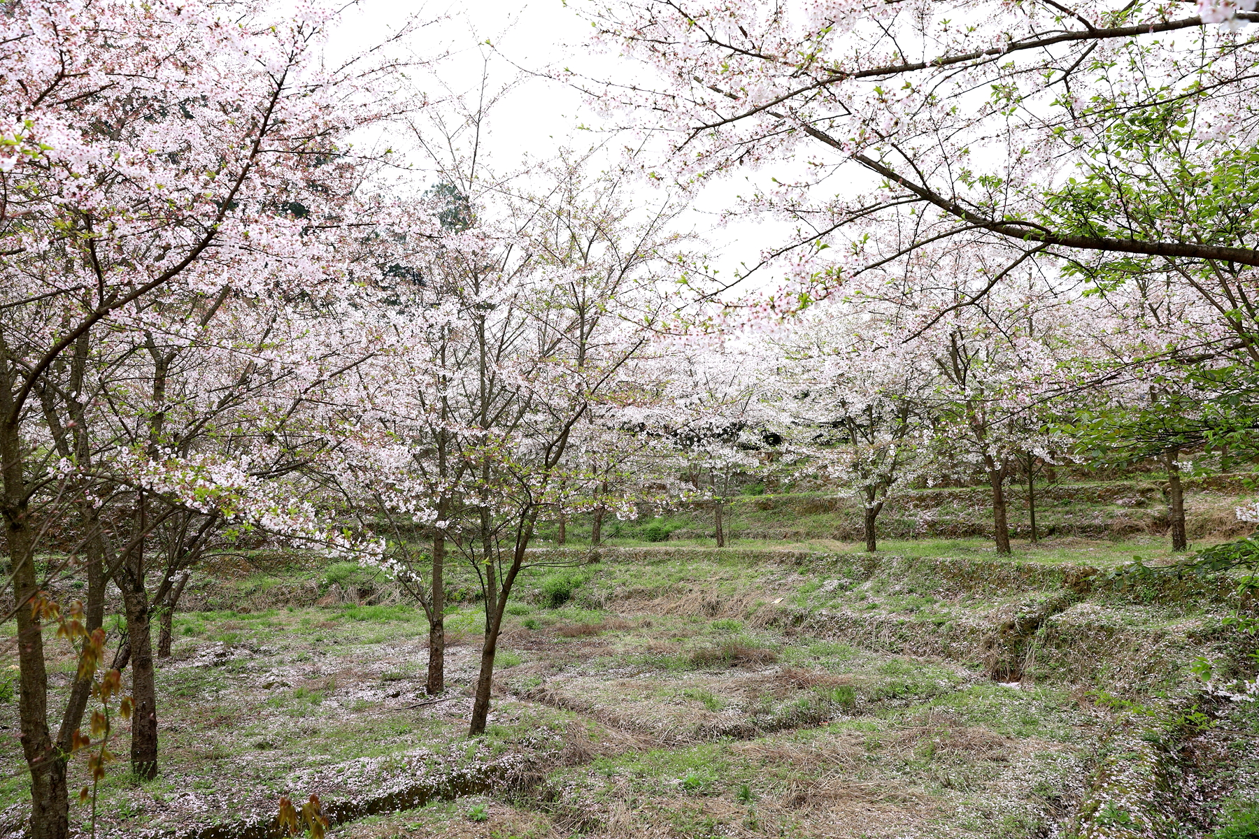 重庆南川木凉镇白马村几百株染井吉野樱花怒放了