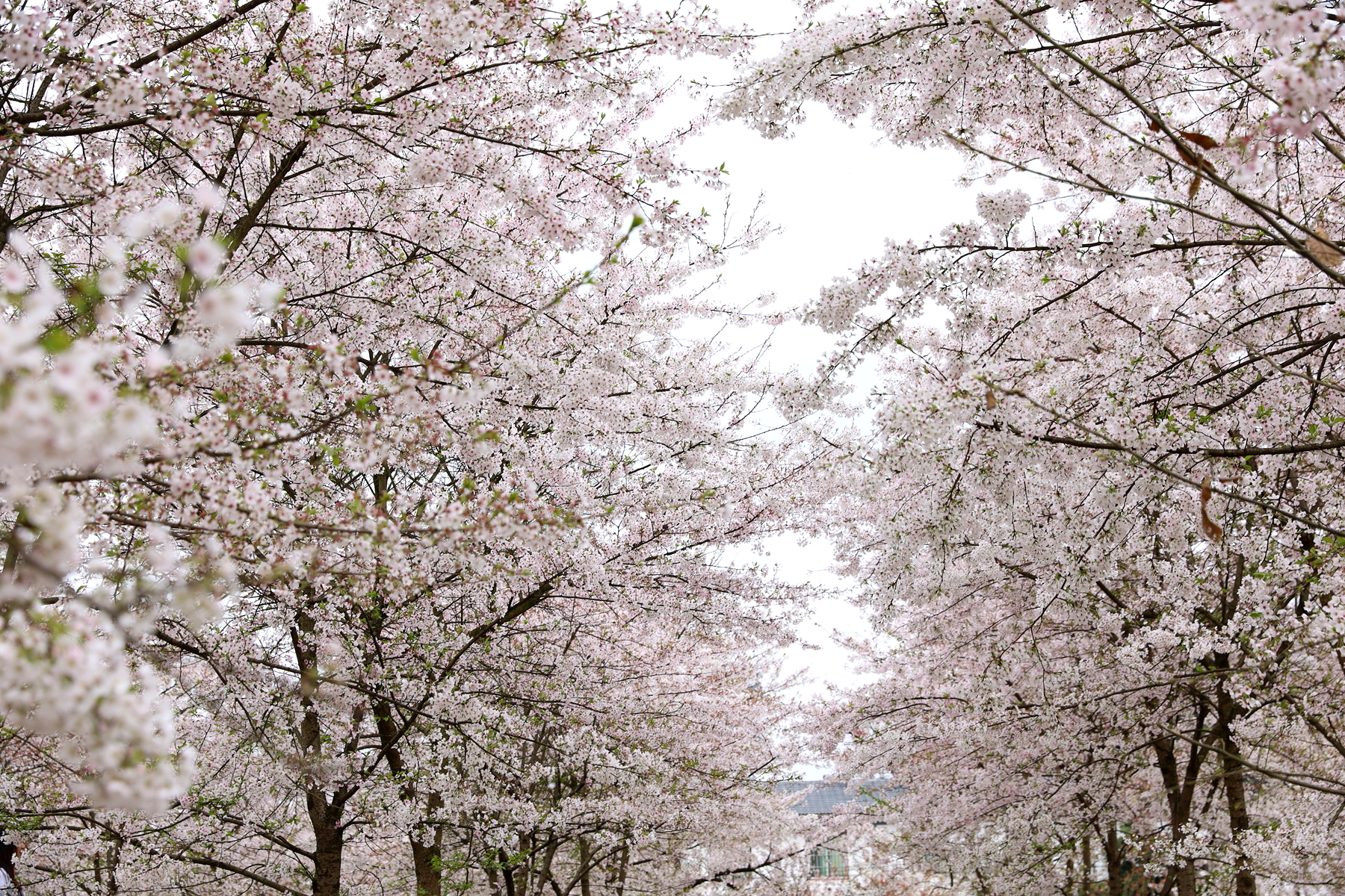 重庆南川木凉镇白马村几百株染井吉野樱花怒放了