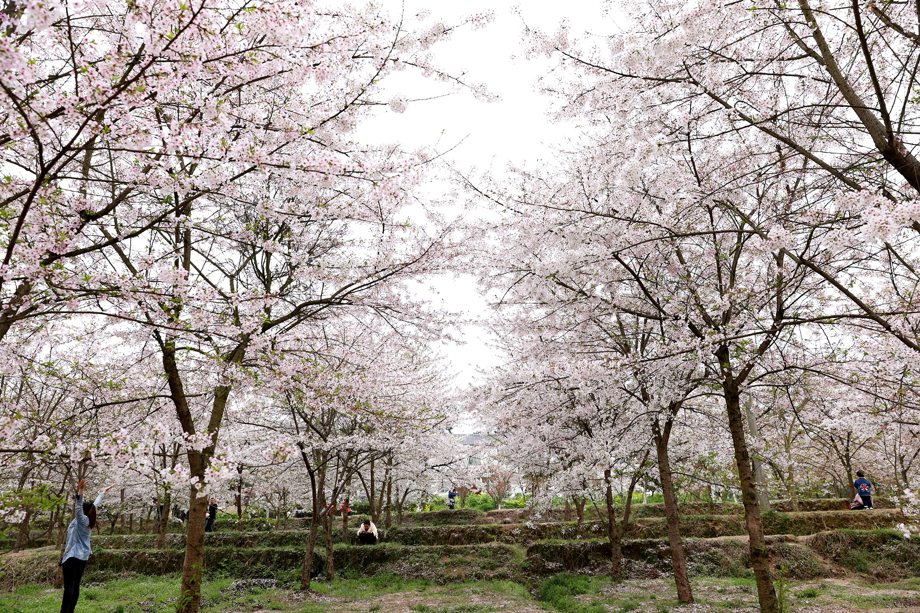 重庆南川木凉镇白马村几百株染井吉野樱花怒放了