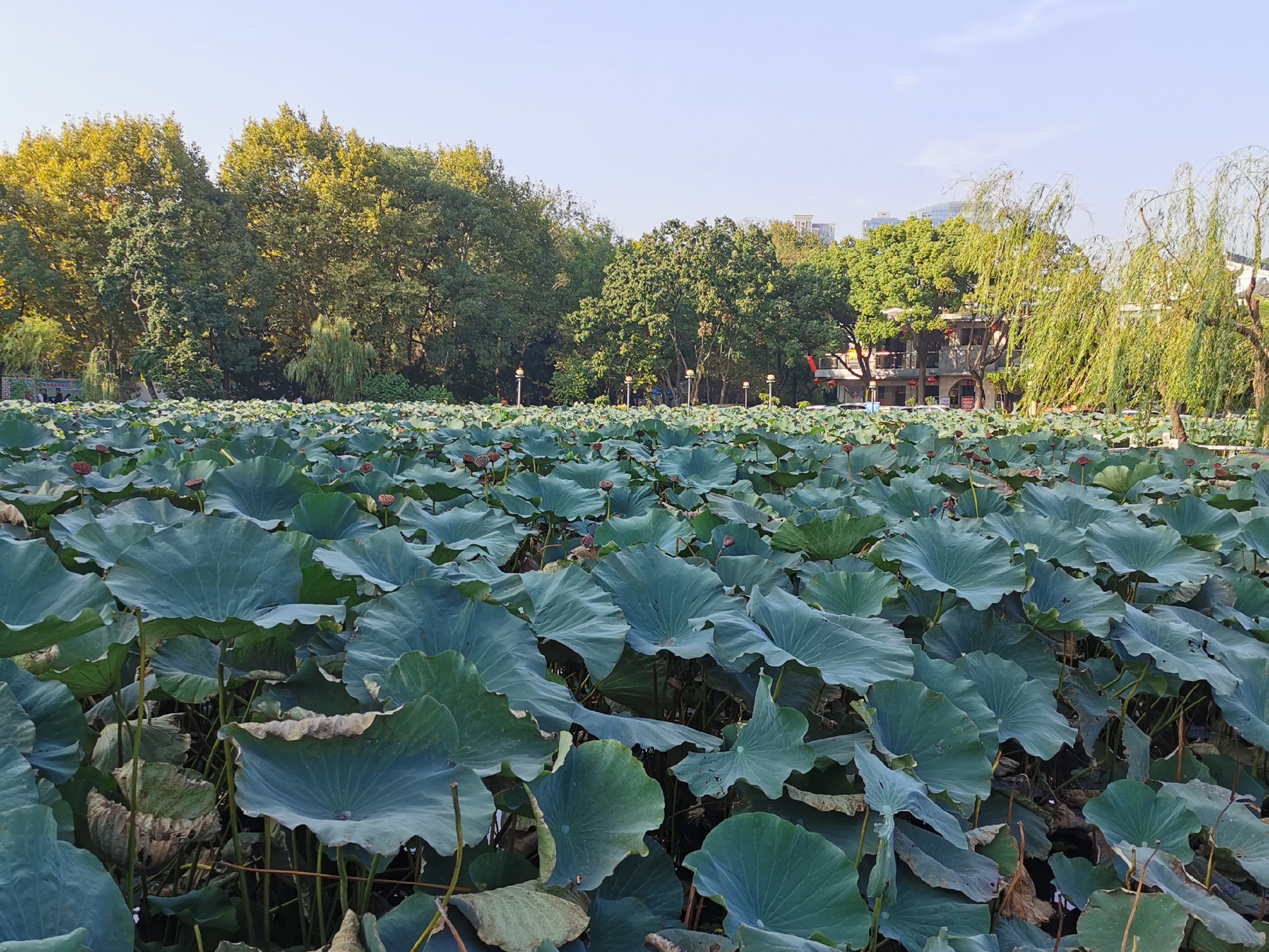安庆黄梅山庄点评,黄梅山庄地址_电话_人均消费,安庆餐厅 - 马蜂窝