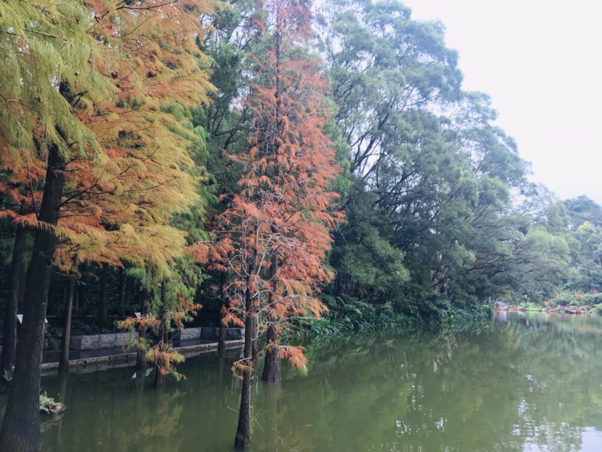 知否知否,應是綠肥紅瘦:三遊仙湖植物園,三拜弘法寺--深圳遊記--馬