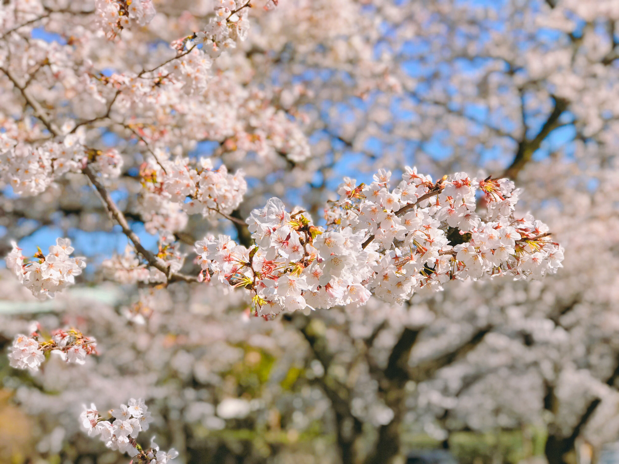 伊豆高原场樱花树攻略 伊豆高原场樱花树门票 地址 伊豆高原场樱花树景点攻略 马蜂窝