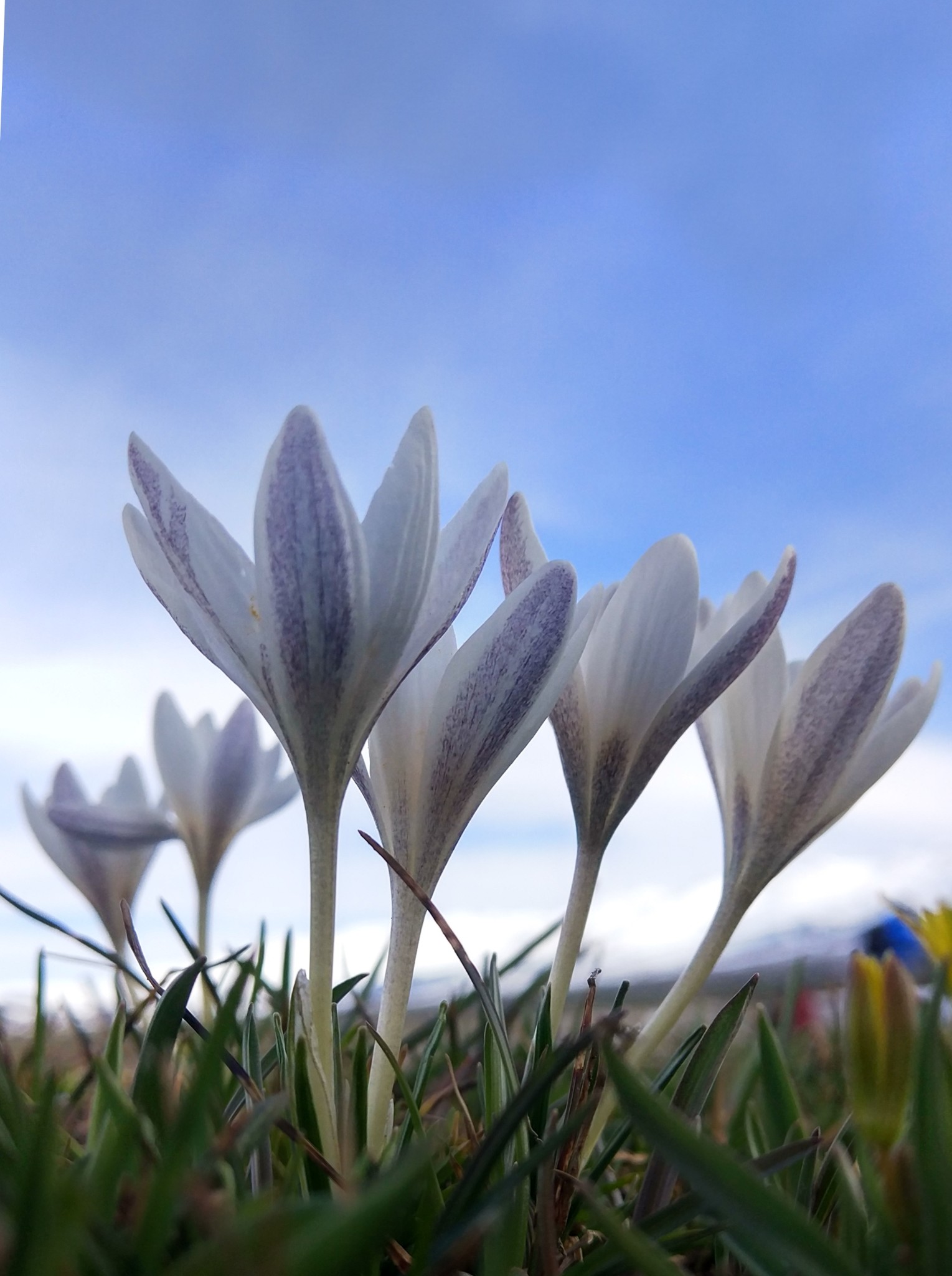多彩中国行--那拉提 --野百合_游记