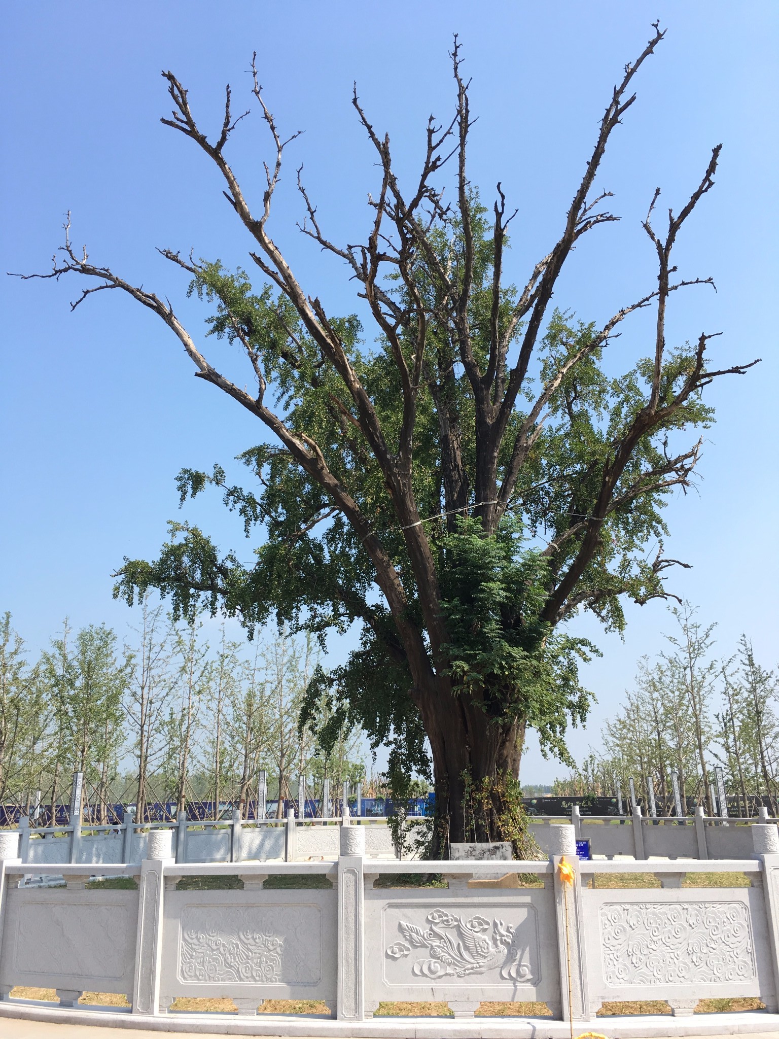 临泉千年银杏树传说图片