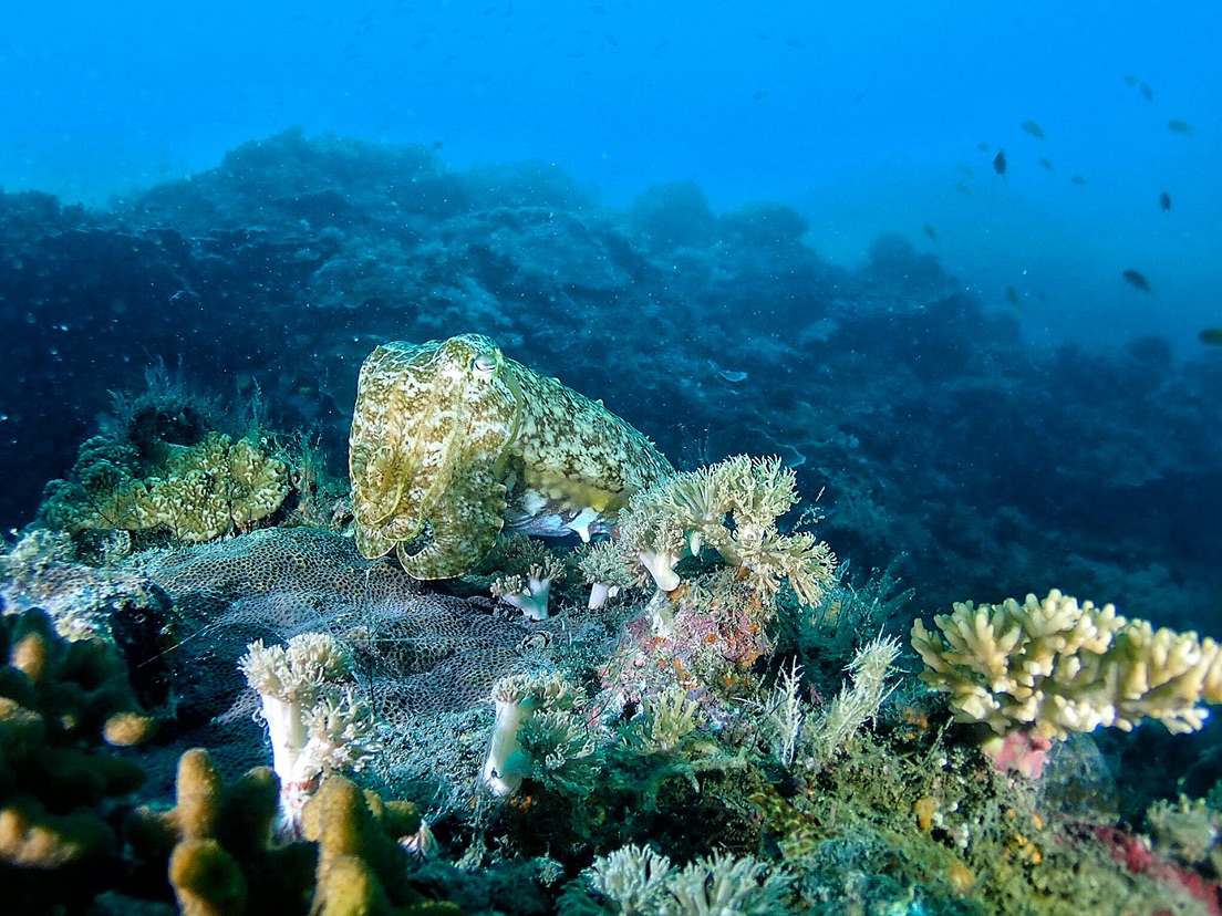 Apo Reef Natural Park