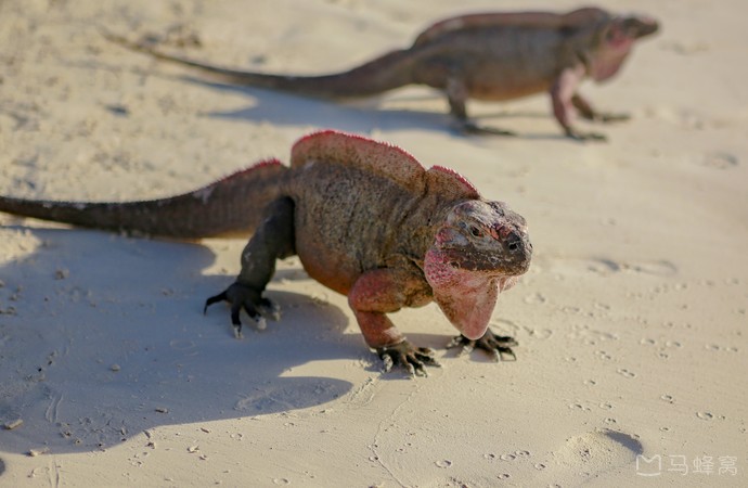 巴哈马蜥蜴岛喂蜥蜴旅游图片,巴哈马蜥蜴岛喂蜥蜴自助游图片,巴哈马