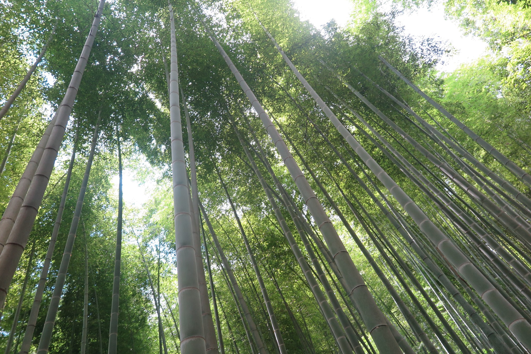 京都自助遊攻略