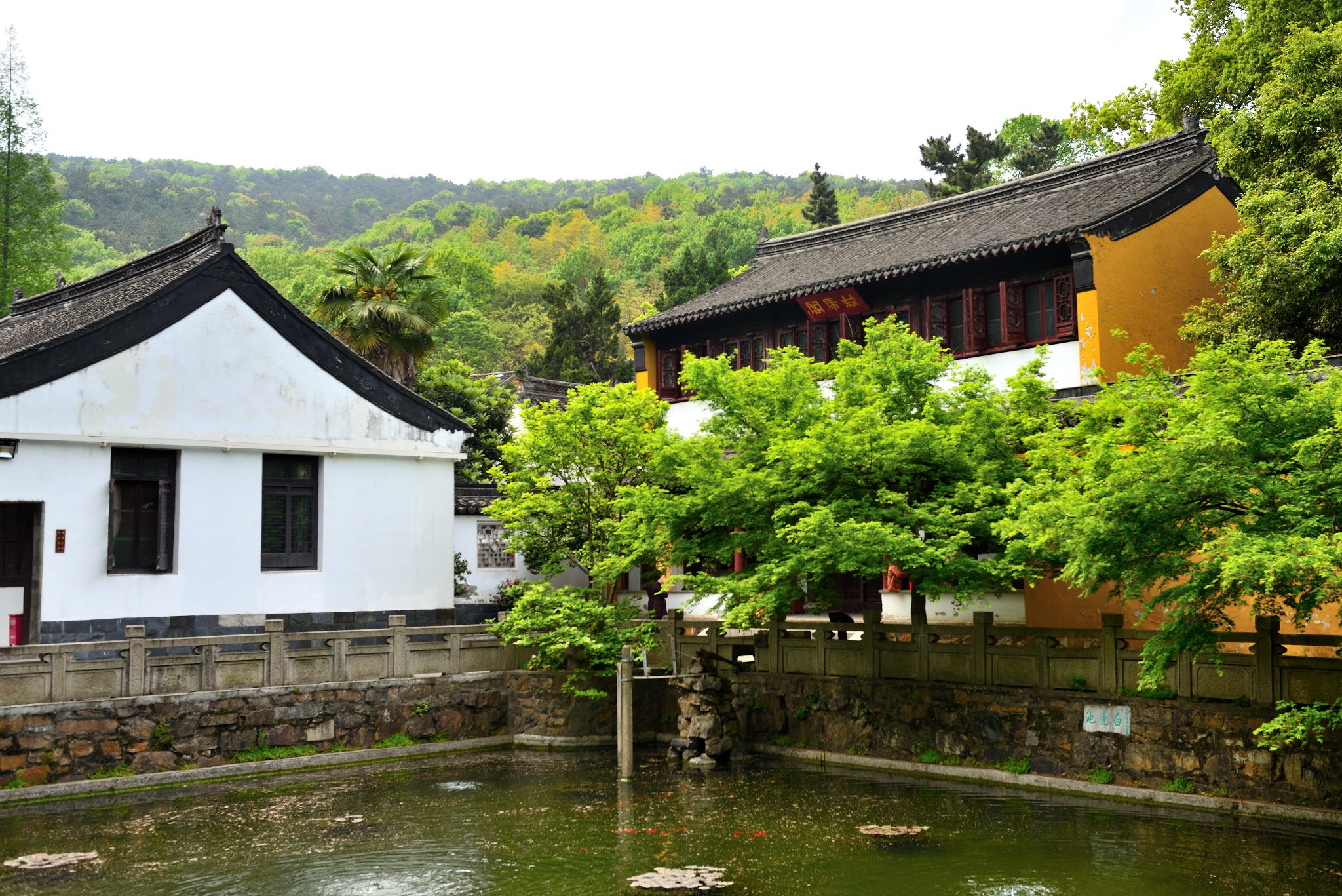 茶后仙游常熟之行福兴禅寺内速览