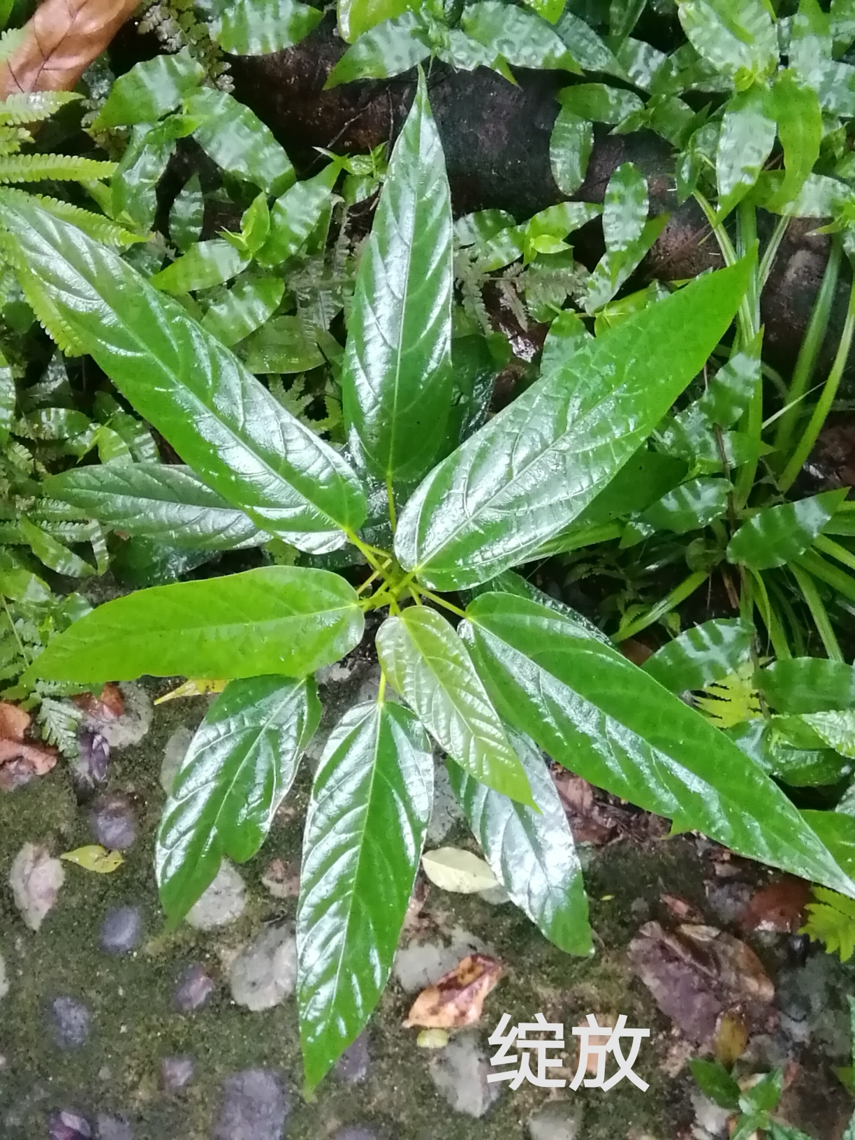 空谷的回音雨中帽峰山