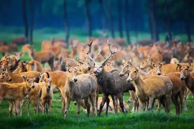 泰州,这座低调江苏小城,奇妙的湿地公园藏着动物世界