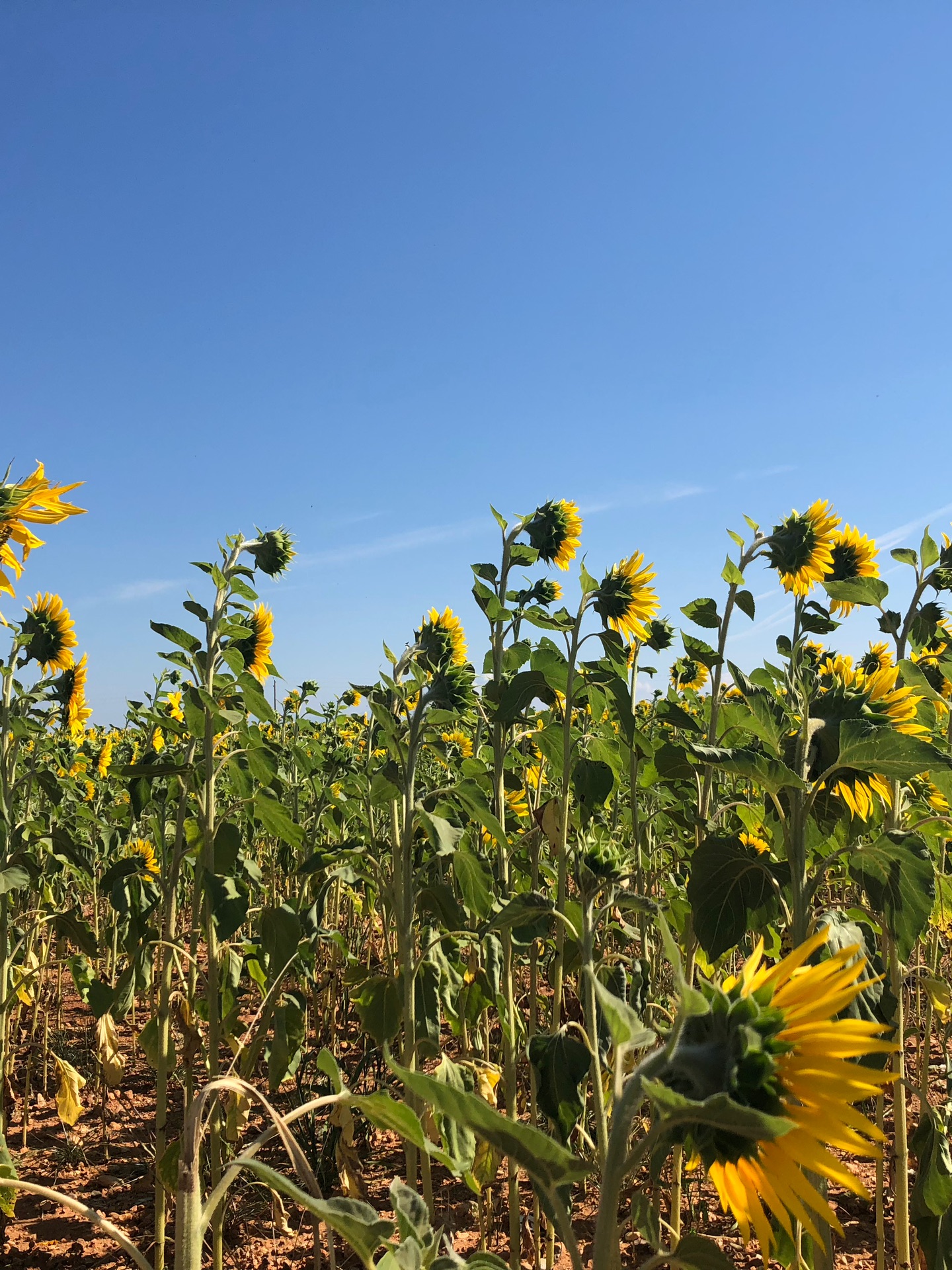 PlateaudeValensole