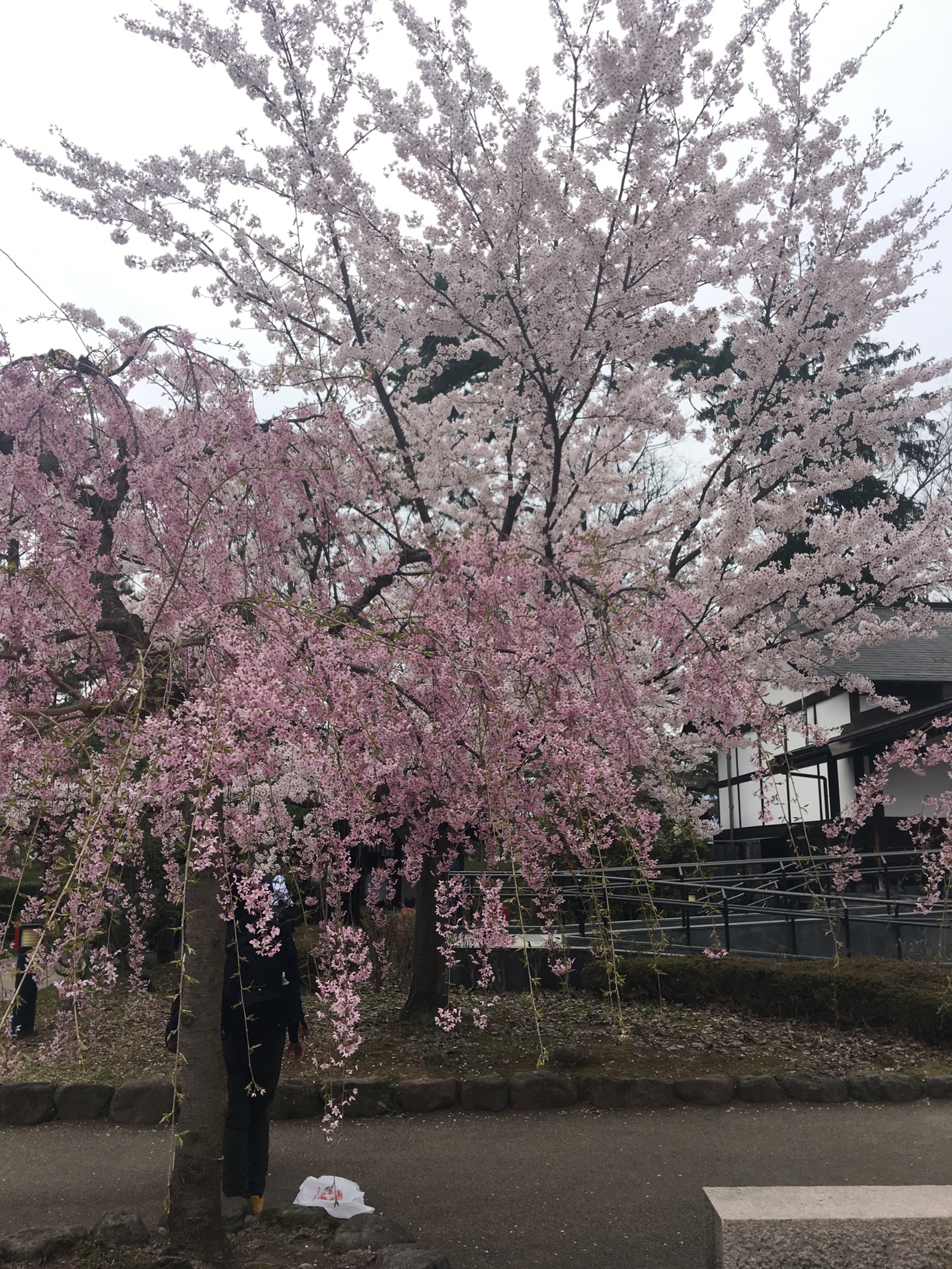 青森縣自助遊攻略