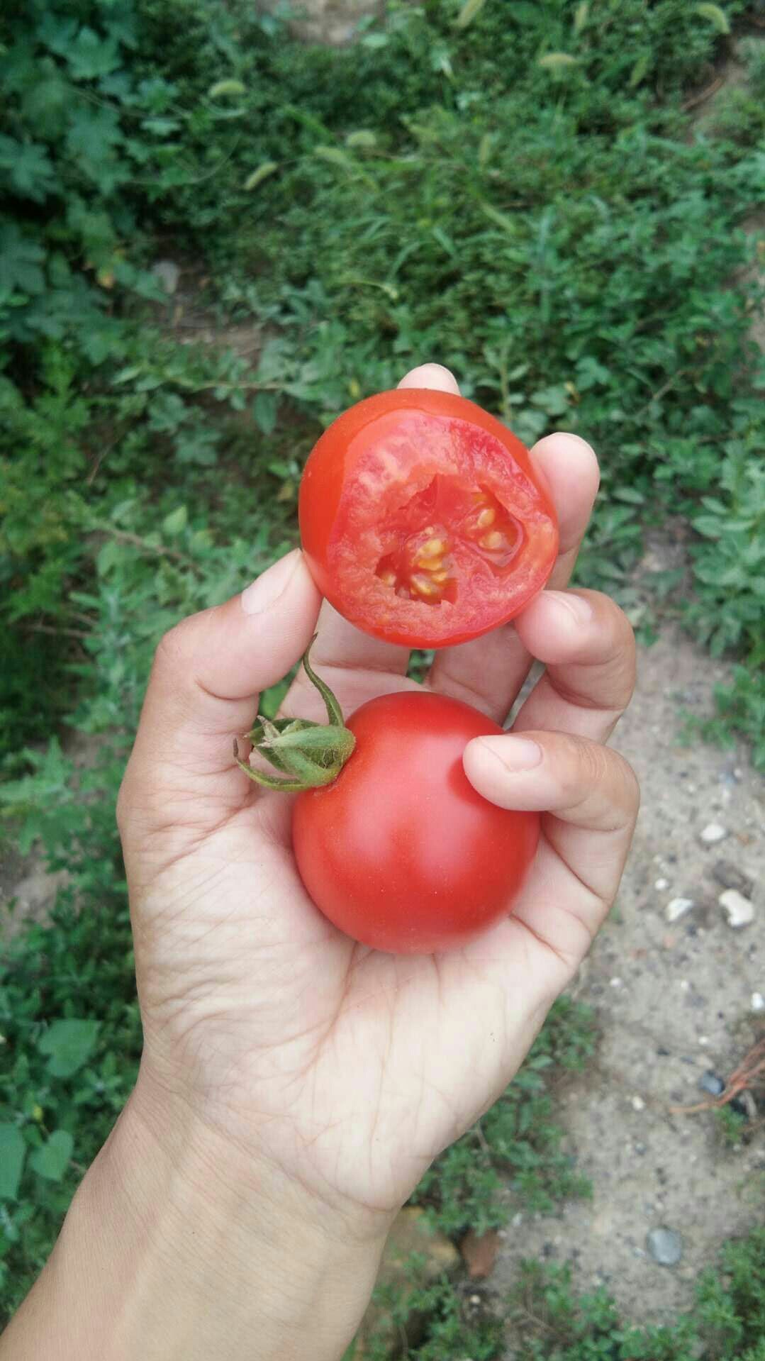 汾西美食-战斗鸡(汾西分店)