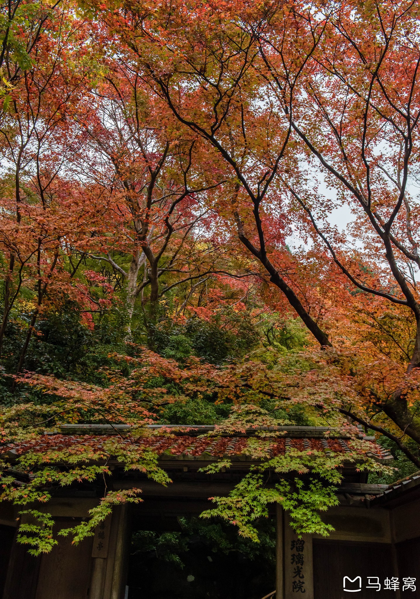 京都自助遊攻略