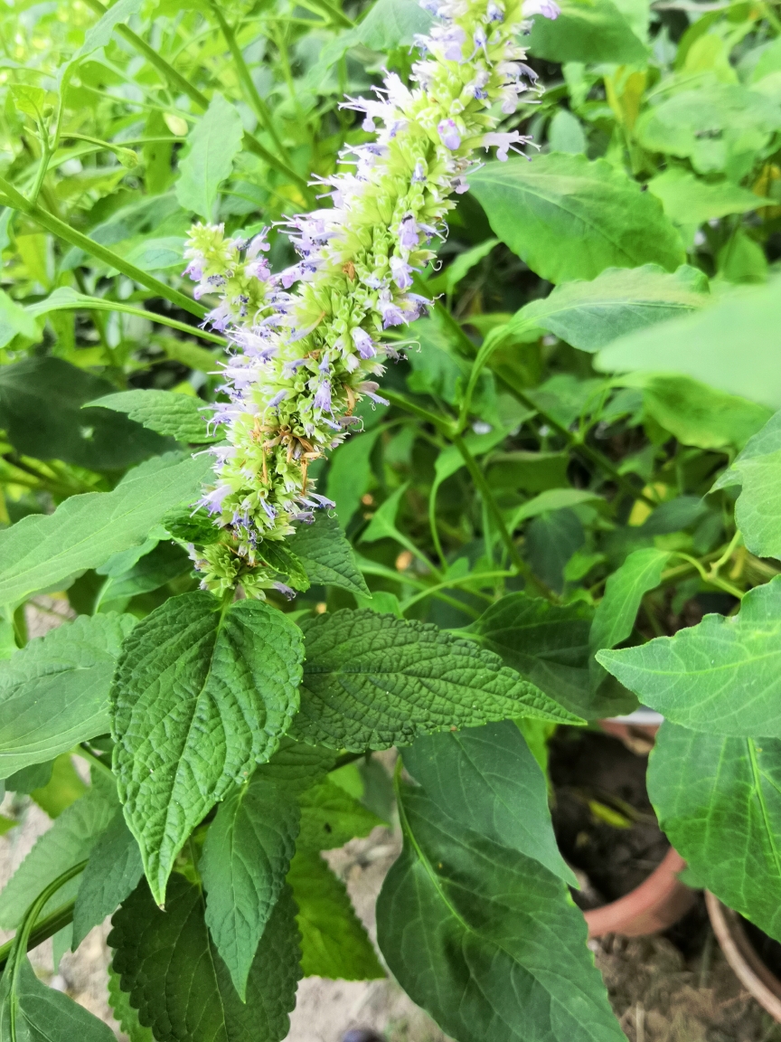 紫花香薷橐吾(待定)小蓬草荞麦