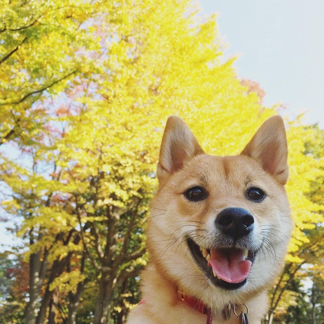 烏魯魯—卡塔丘塔國家公園自助遊攻略