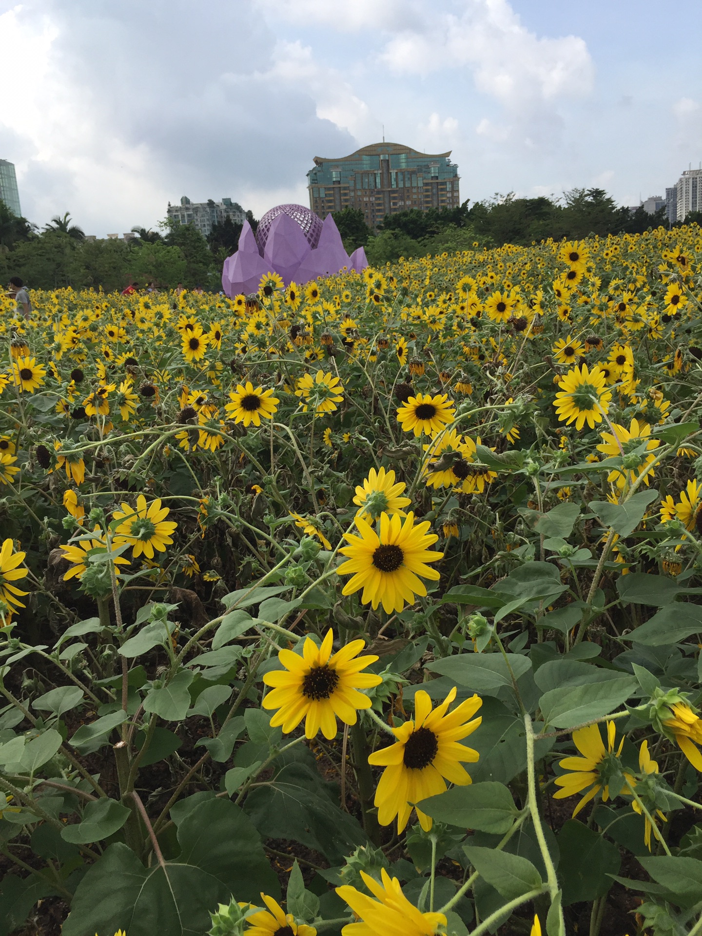 6.29,廣州宏城公園