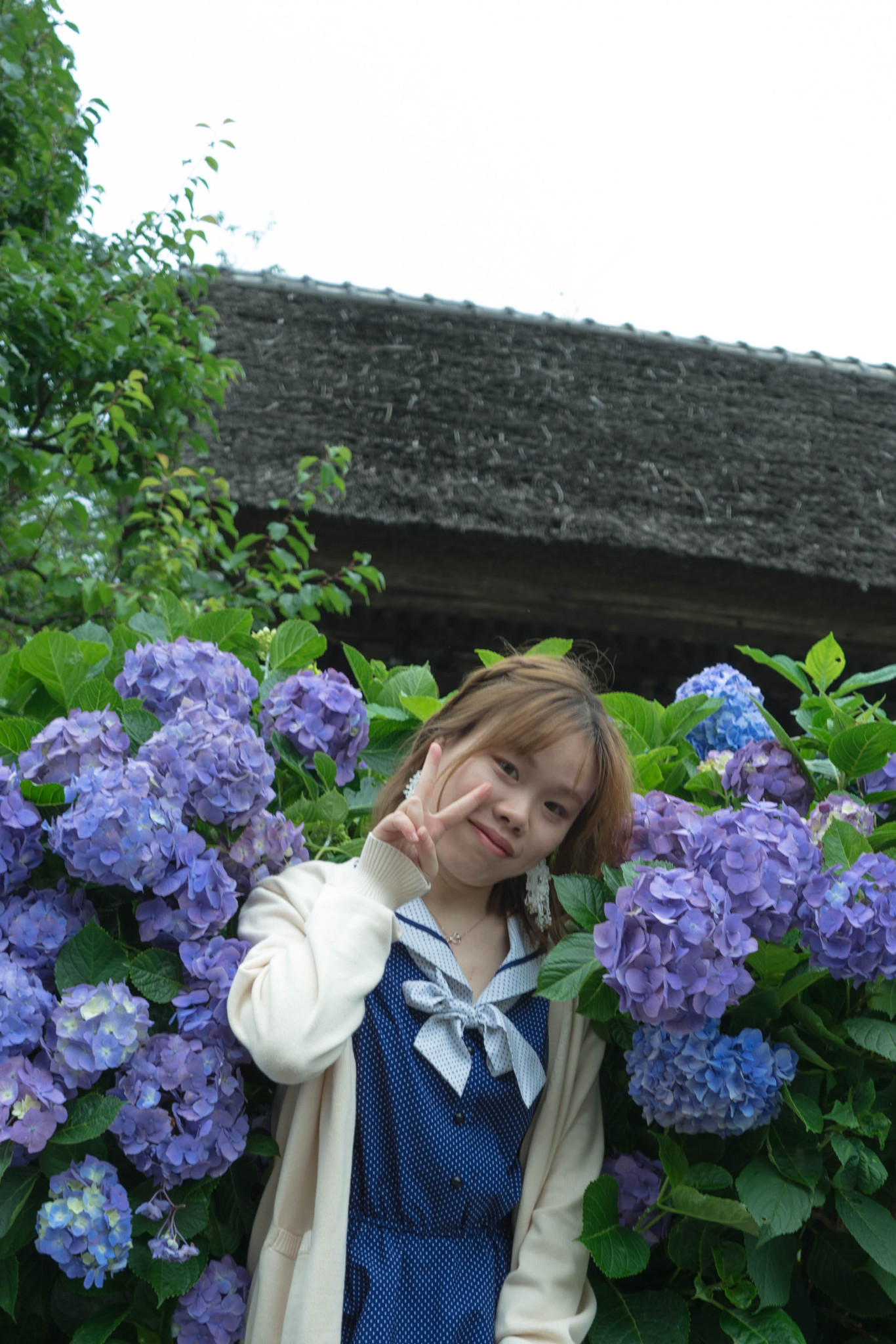 6月在镰仓梅雨季遇上紫阳花