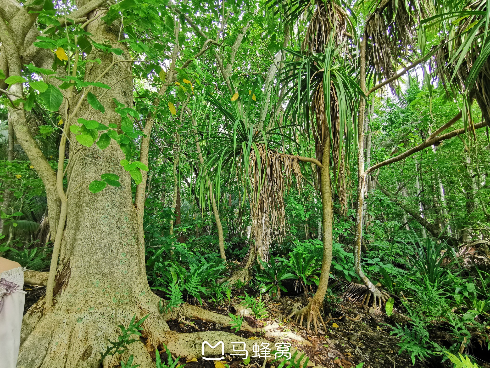 大溪地自助遊攻略