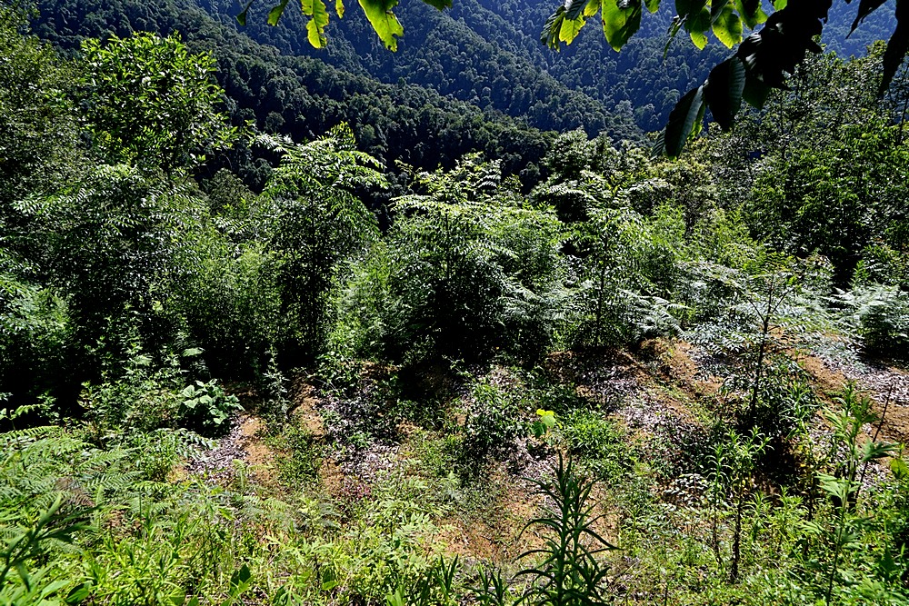 高黎贡山,怒江百鸟谷云端鸟巢!
