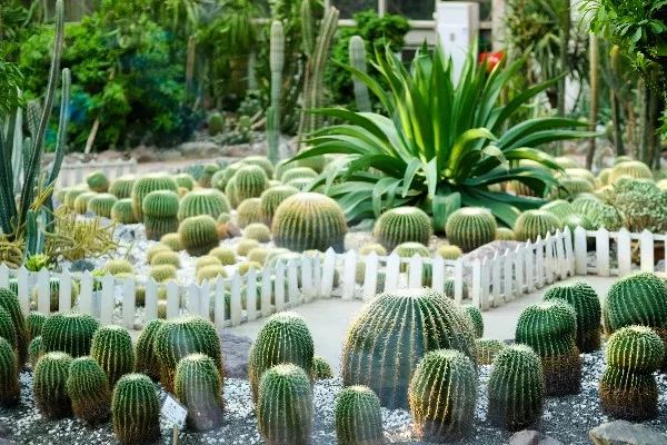 生活20年的成都人告诉你不一样的小众玩法（美食+美景）