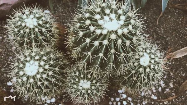 生活20年的成都人告诉你不一样的小众玩法（美食+美景）