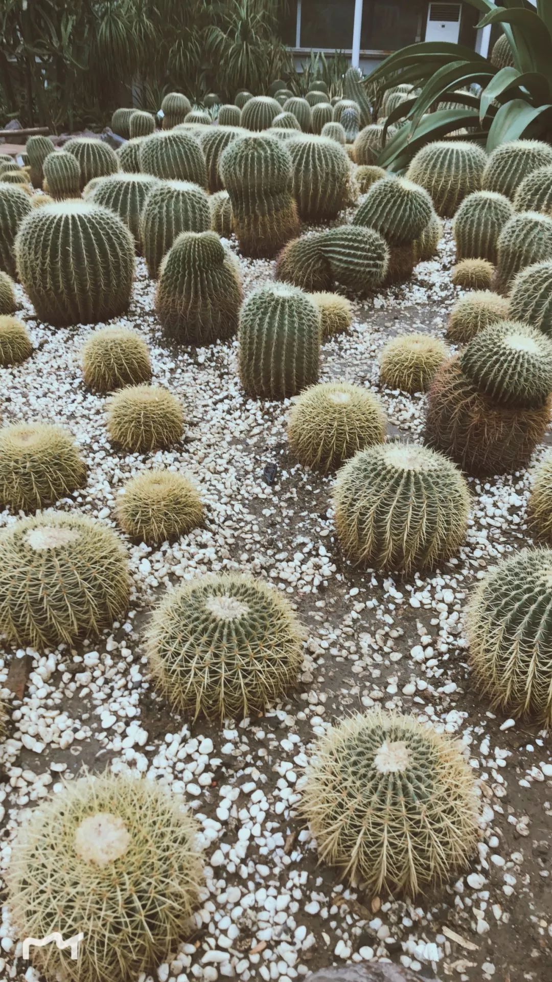 生活20年的成都人告诉你不一样的小众玩法（美食+美景）