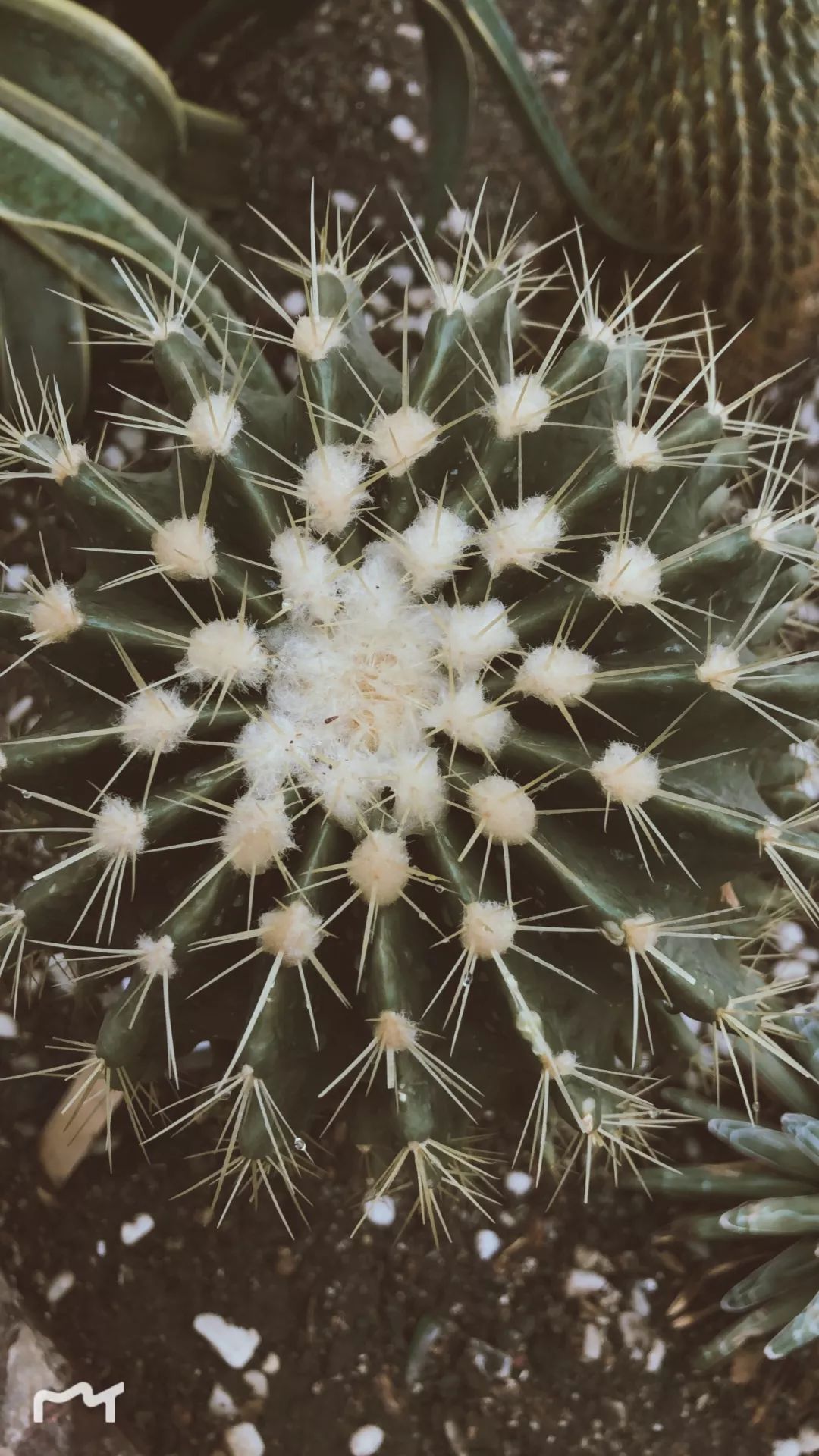 生活20年的成都人告诉你不一样的小众玩法（美食+美景）