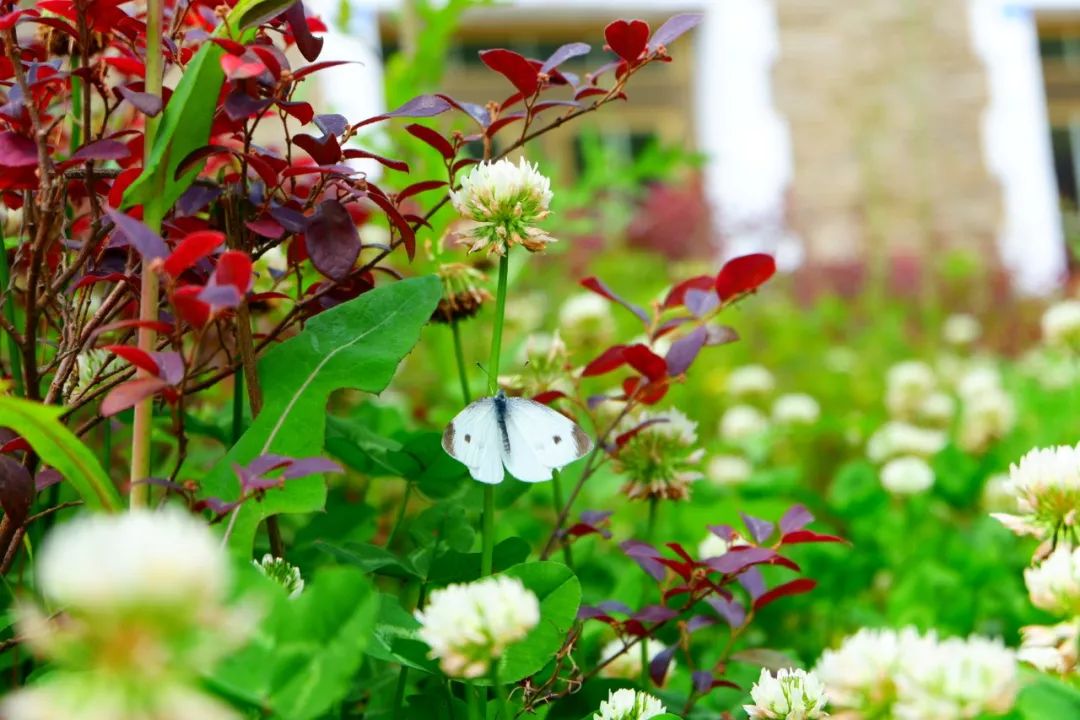 生活20年的成都人告诉你不一样的小众玩法（美食+美景）