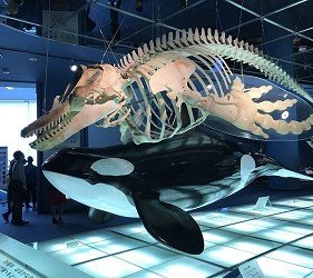 巨大的骨骼标本,震撼力十足令人爱不释手的纪念品充满了可爱商品的