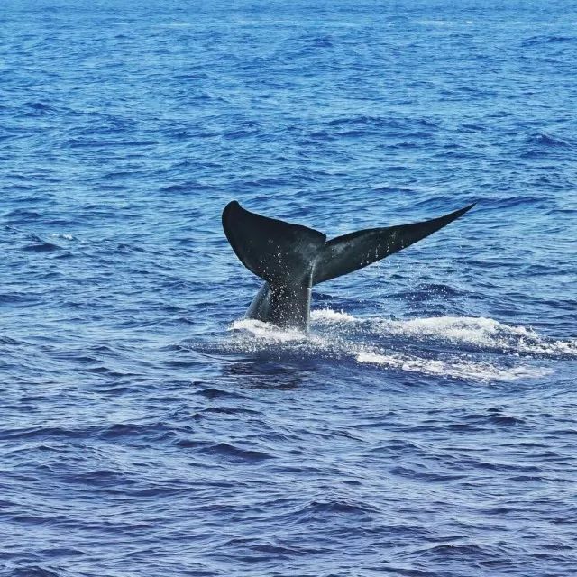 斯里兰卡8天7晚,我在南部海滨等你!