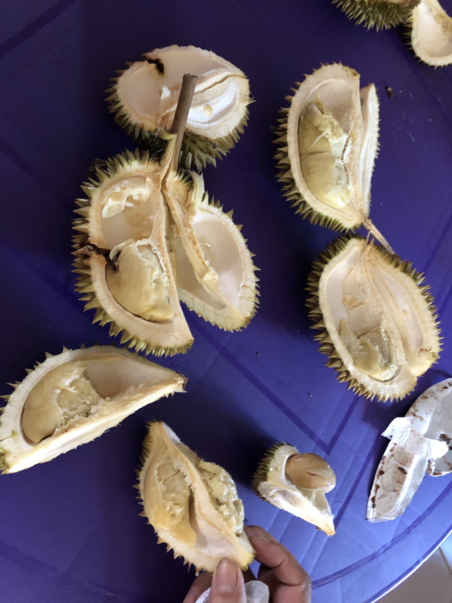 沙巴之疯狂吃榴莲 海鲜?椰子冻(住海景民宿 亲子游攻略)