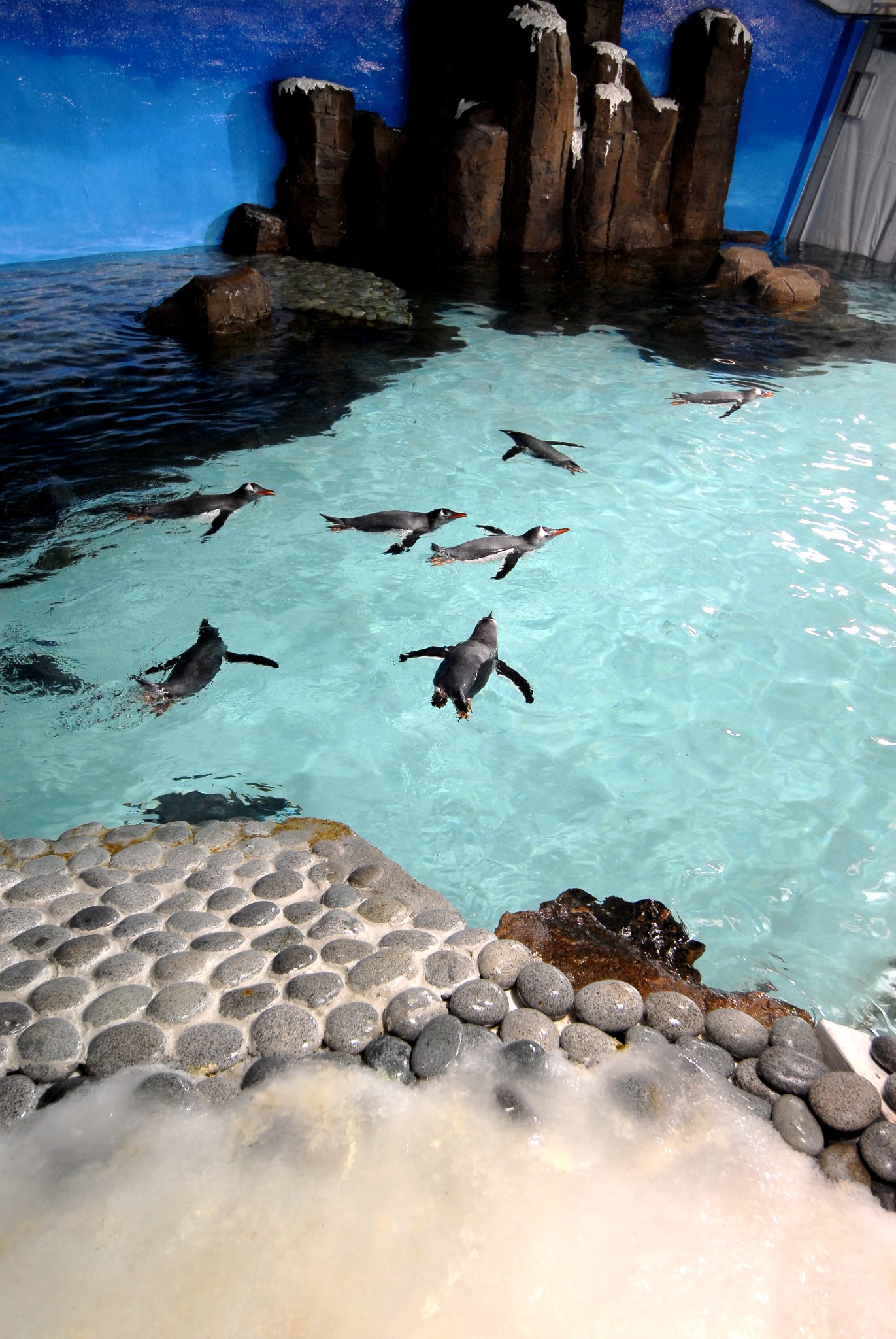 墨尔本水族馆全攻略一起探索神奇的海底世界