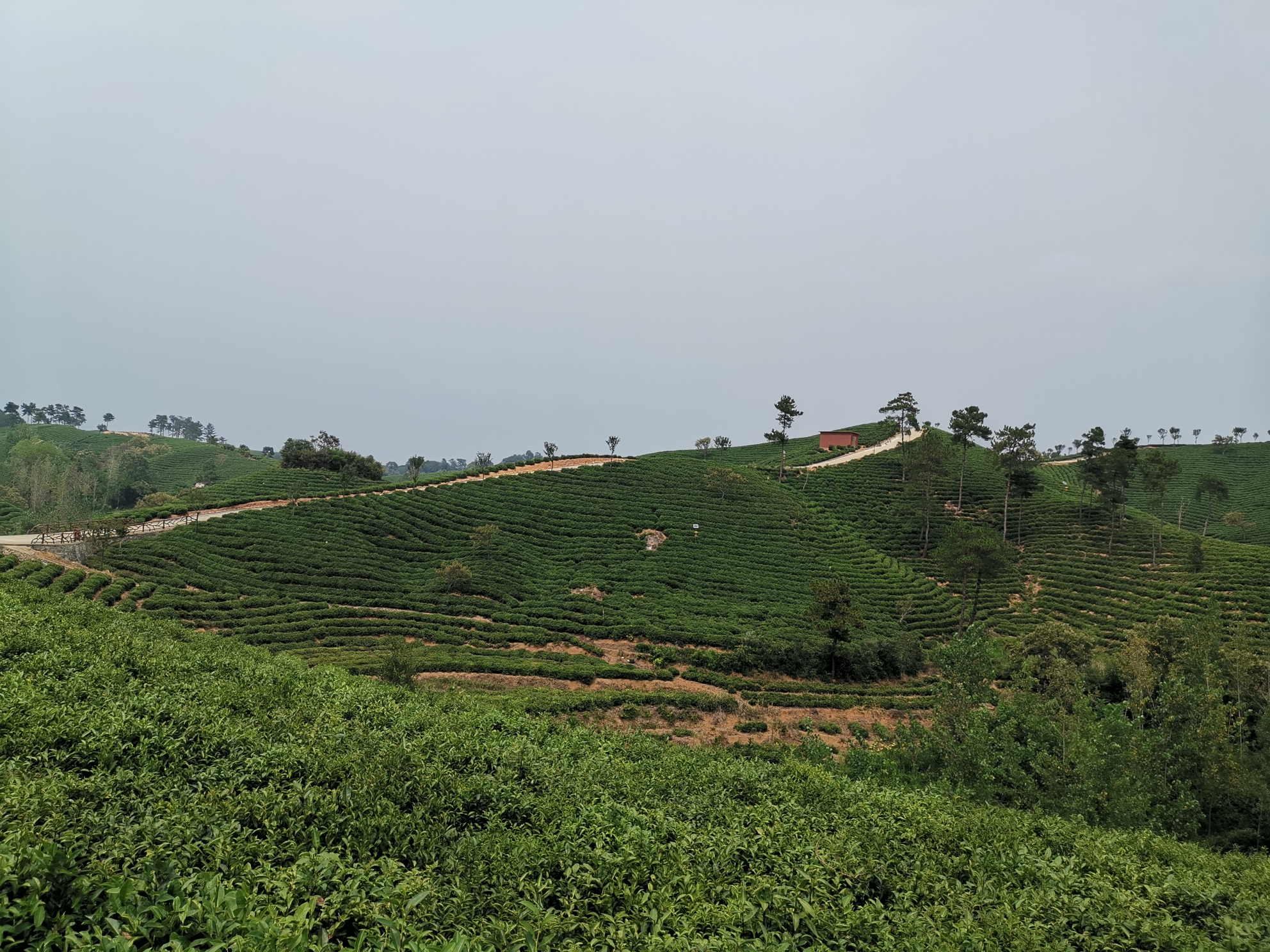 信阳文新茶庄园