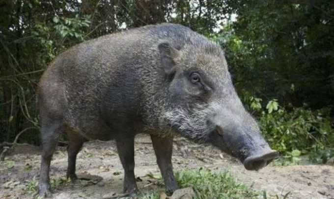 香港露营最大的风险之一:遇见野猪怎么办?