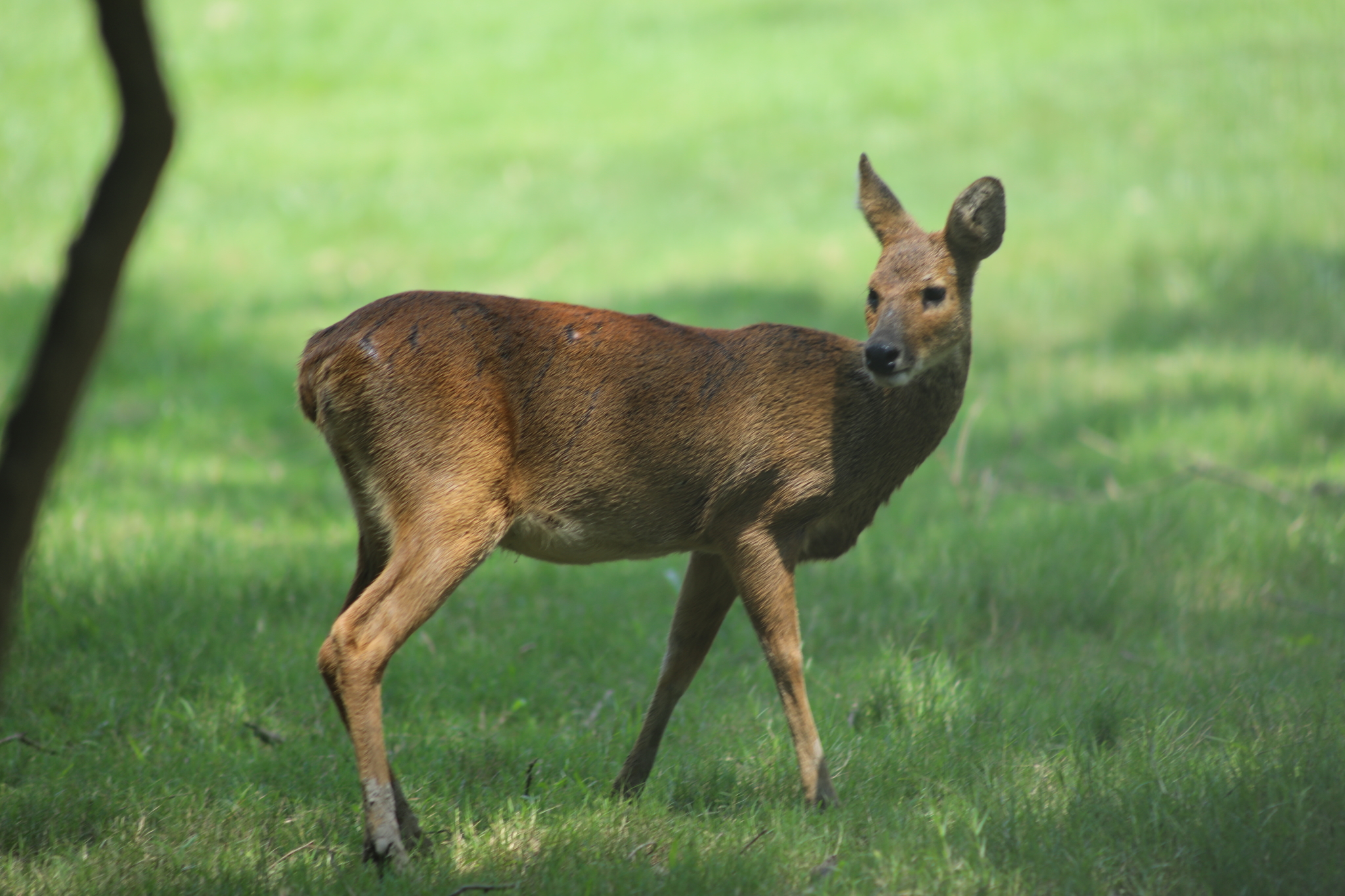 华夏公园寻獐记