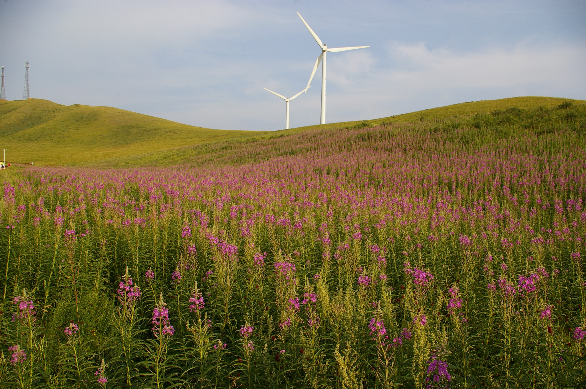 锡林浩特柳兰沟游记, 柳兰沟旅游攻略, 柳兰沟自助游游记 - 马蜂窝