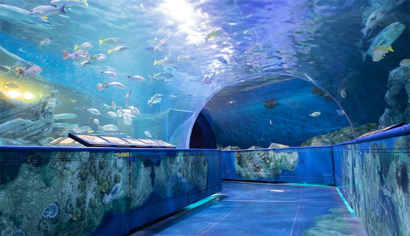 日本最夢幻水族館全攻略解鎖藍色世界的趣味玩法