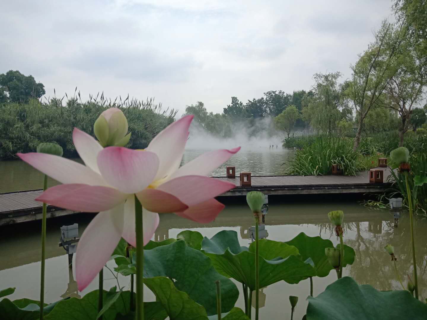 來高淳游水慢城暢遊花海做荷花仙子