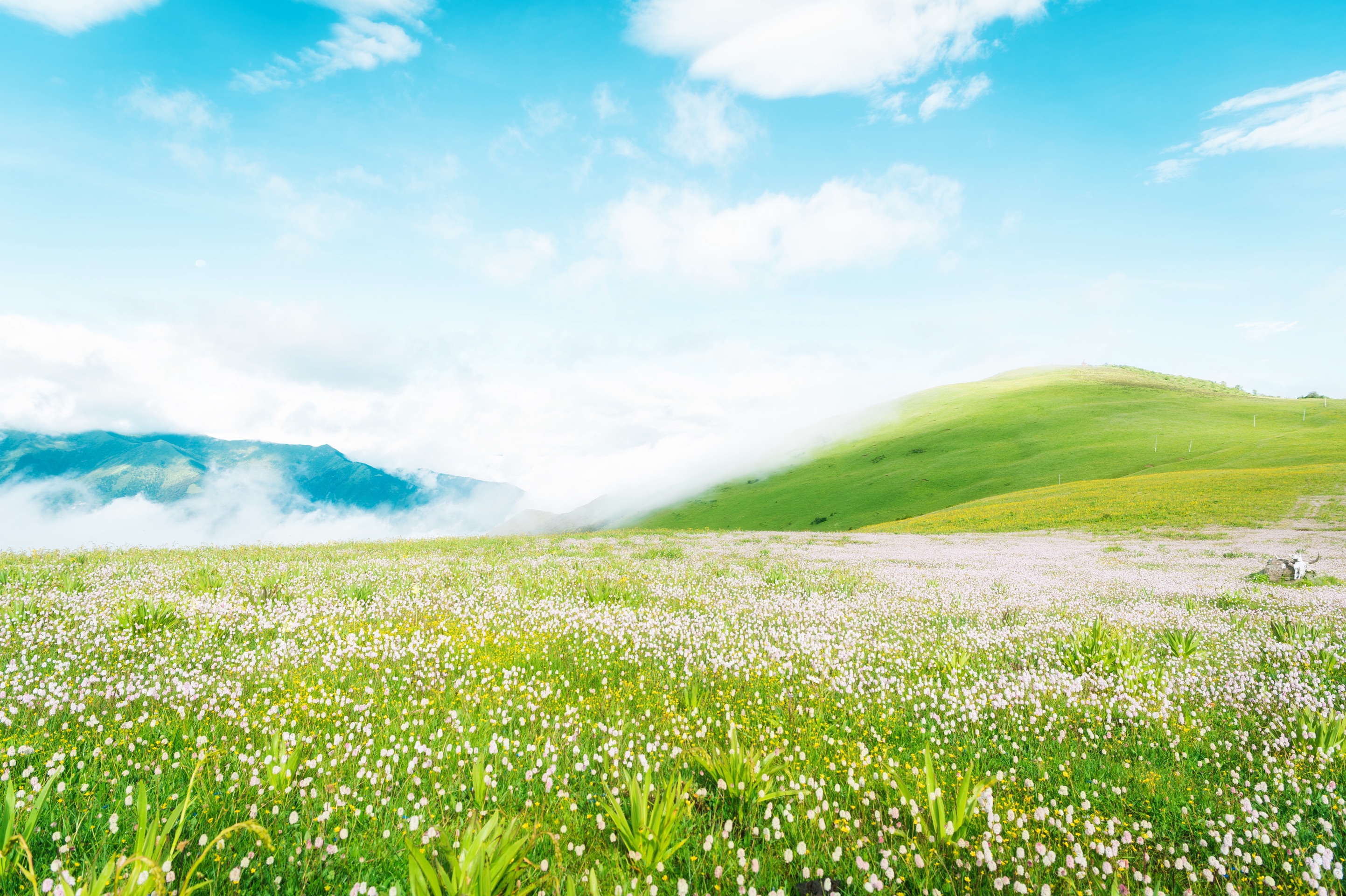 金川县云顶花海.艺术牧场,夏日宫崎骏一般的美好.