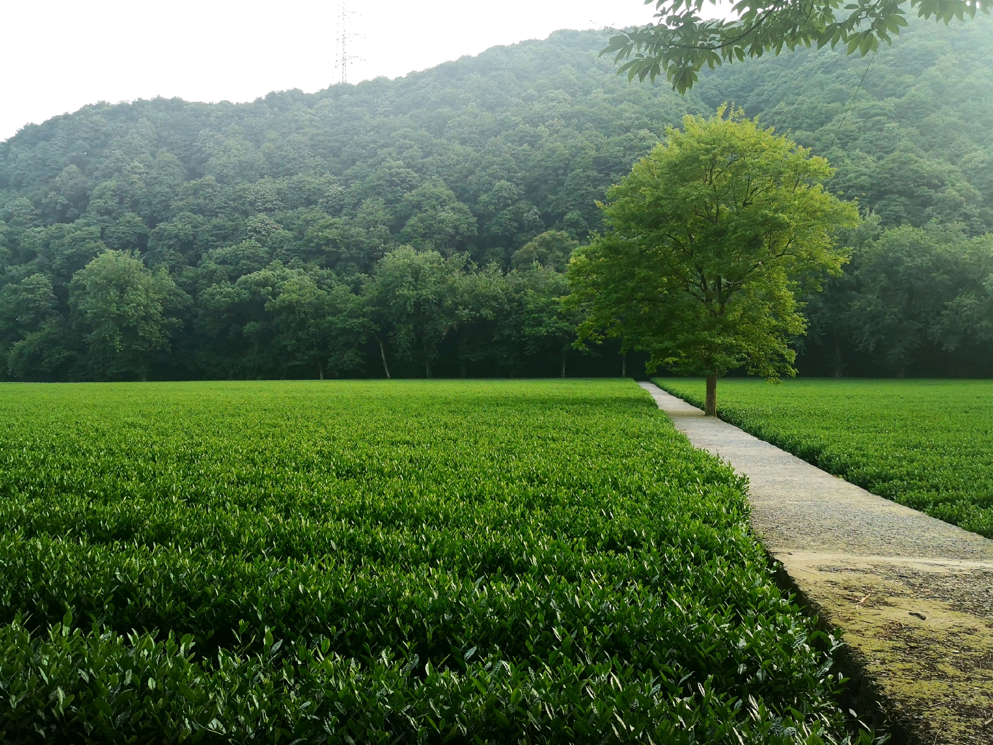 桃源茶庄