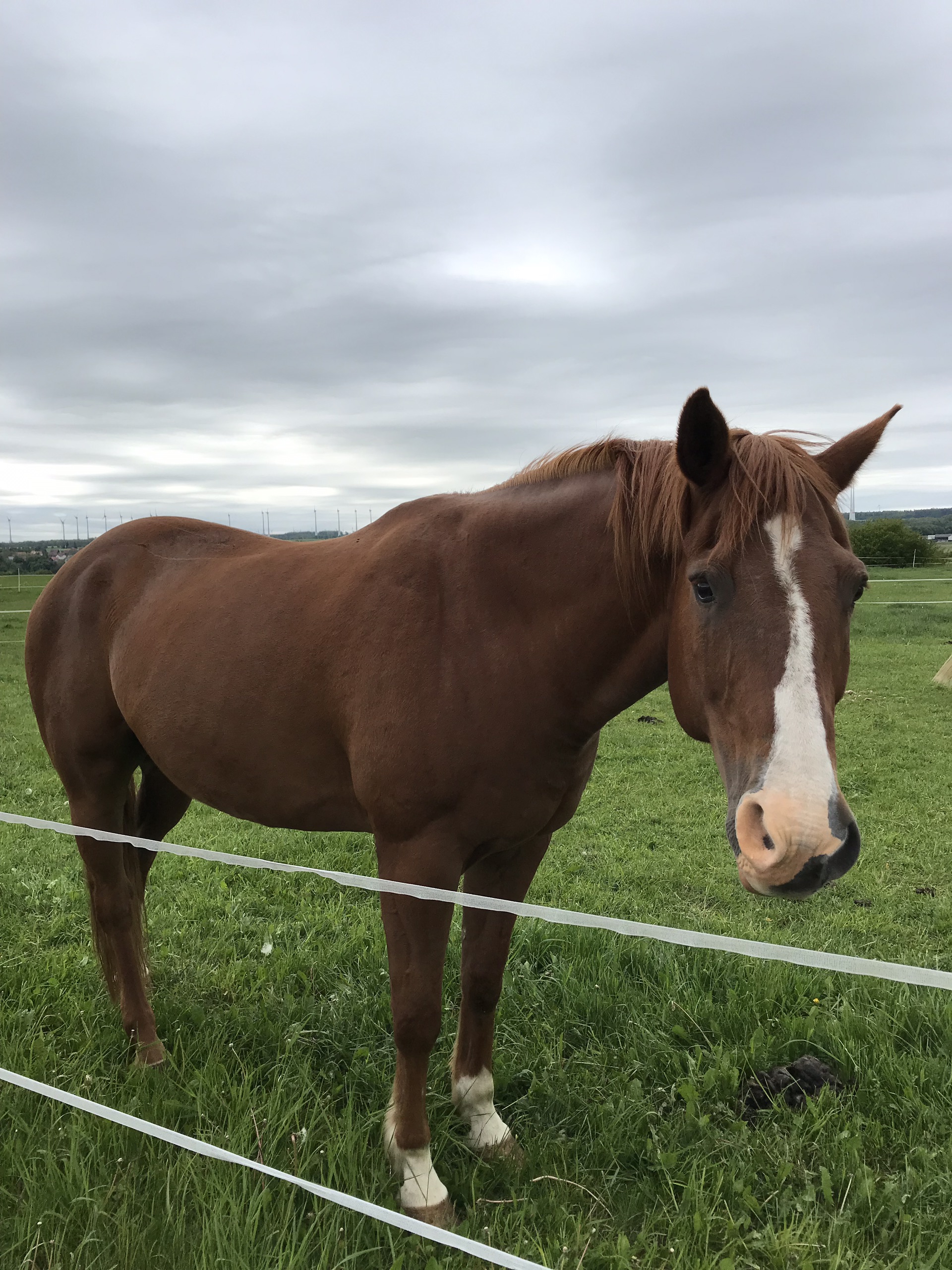 图尔高州美食-Wasserschloss Hagenwil Restaurant