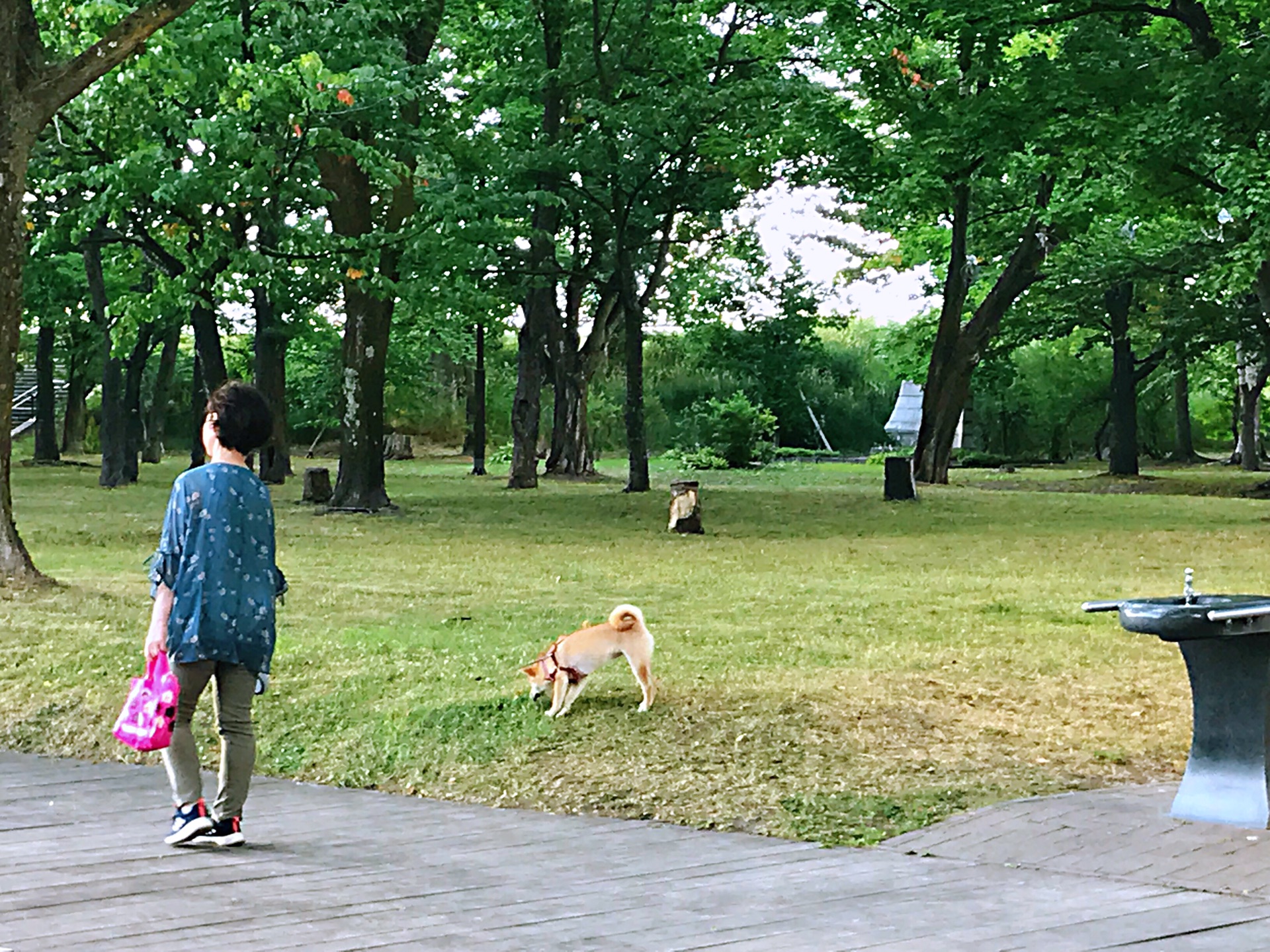 北海道自助遊攻略